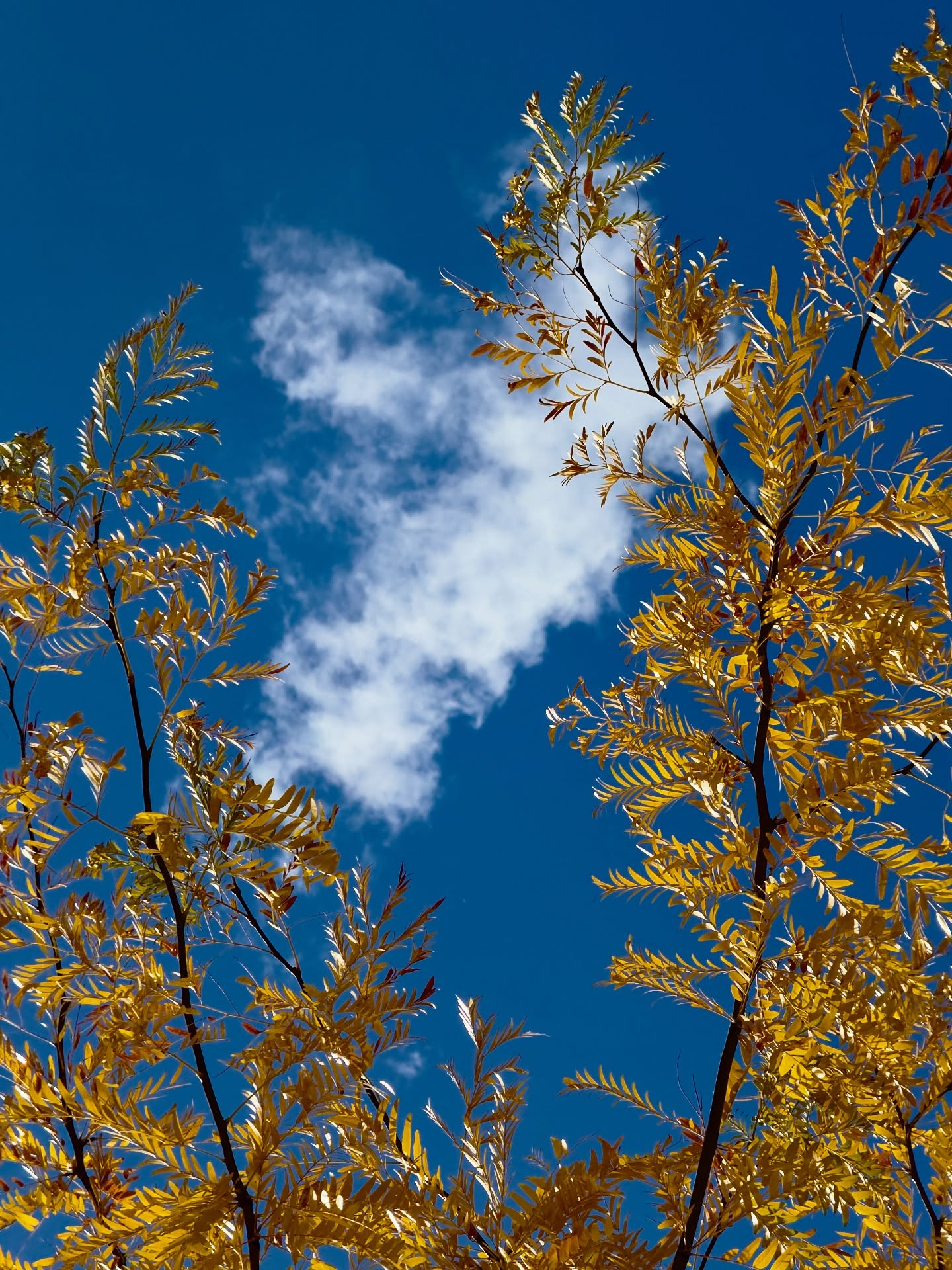 Hope and joy are what keep us going. I’m thrilled to see our country and in particular my city respond with those feeling last night in electing @zohrankmamdani. I’m inspired to continuing to produce joyful art and support a government officials who are for the people.
#maryanyc #maryatriandafellos #joyfulart #publicart #digitalart #zohranwins