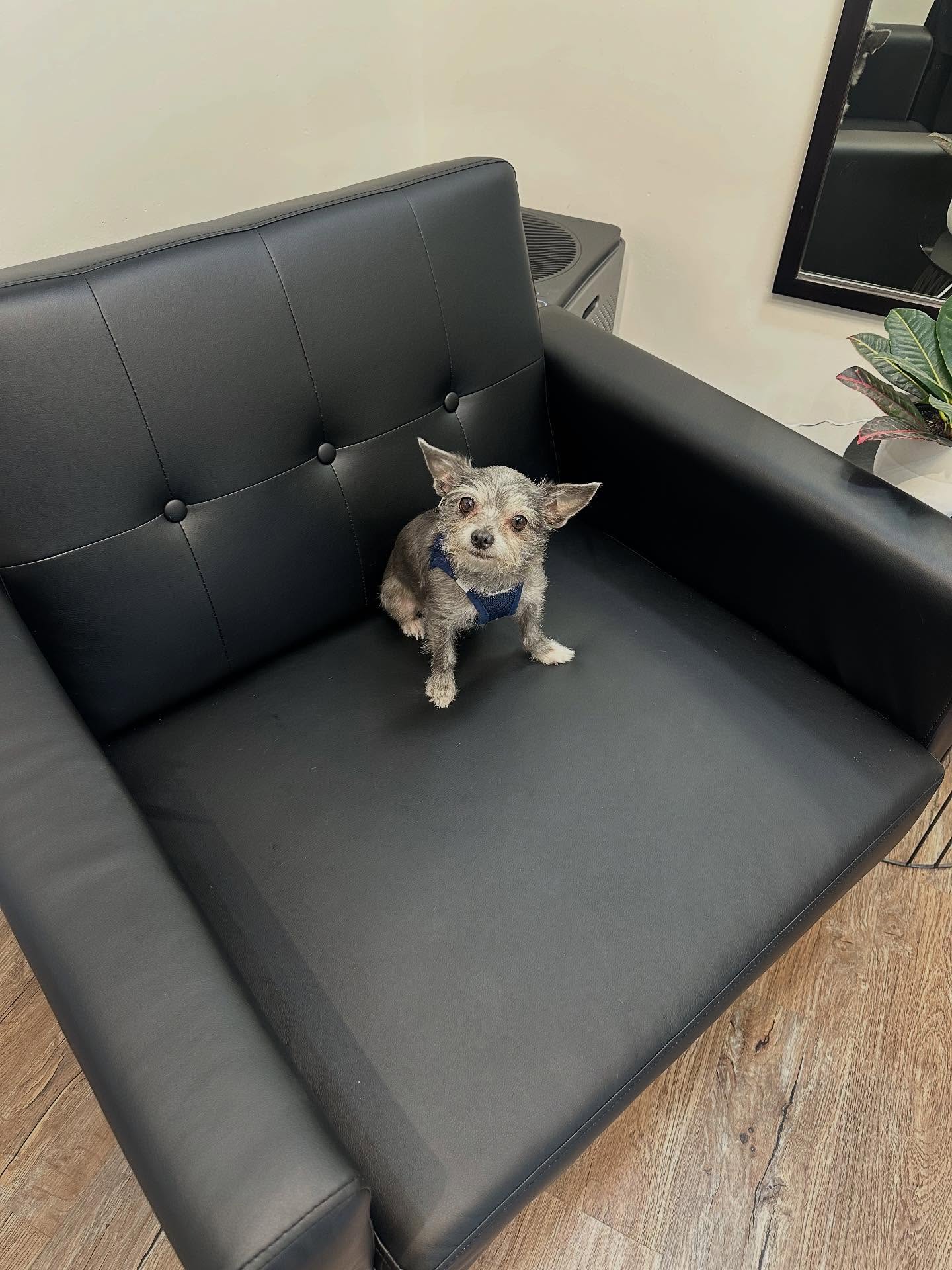 We had the cutest, and tiniest visitor yesterday! Nugget! So cute and such a polite guest🐾 #pomegranatesalon #dogsofpomsalon #tinychihuahua #pomsalonfamily