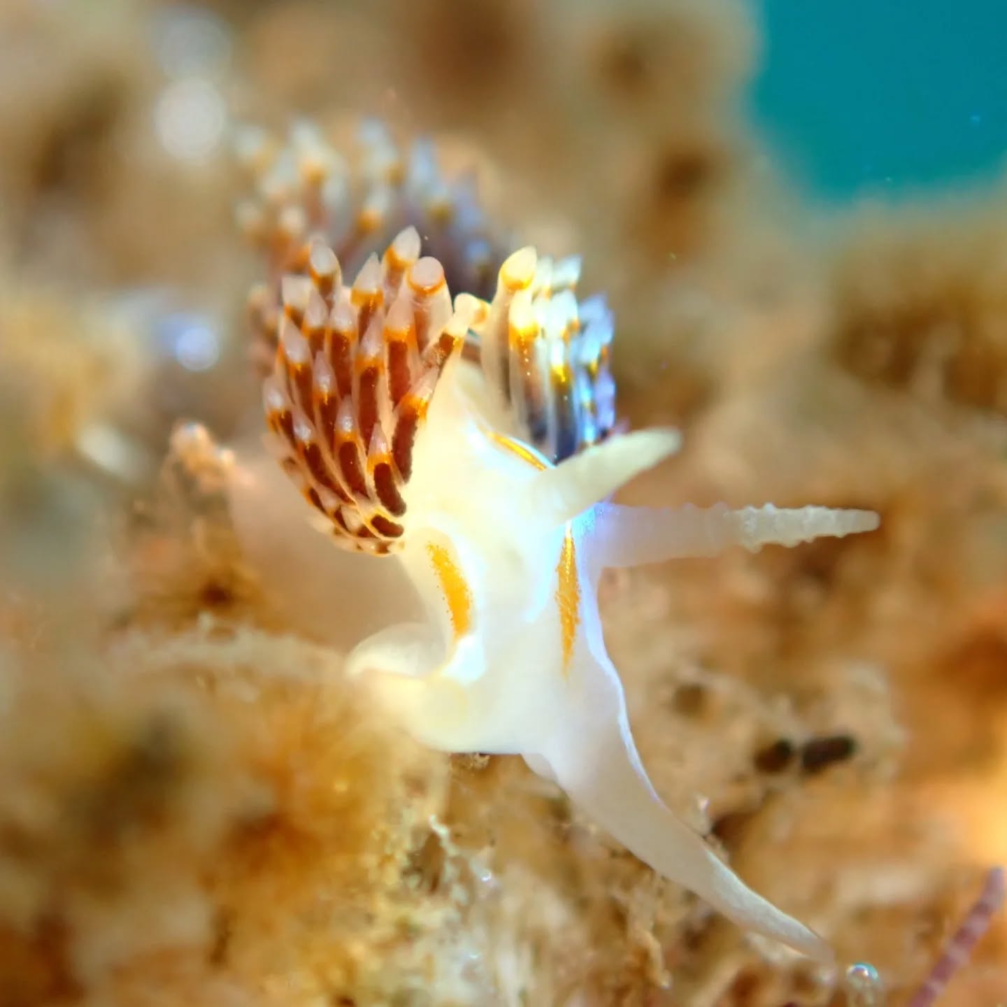 Sea Slug Season! Here are some of the varieties of sea slugs we have been seeing in our tide pools, on our snorkels, and in our microscope lab!! 🐌🪩