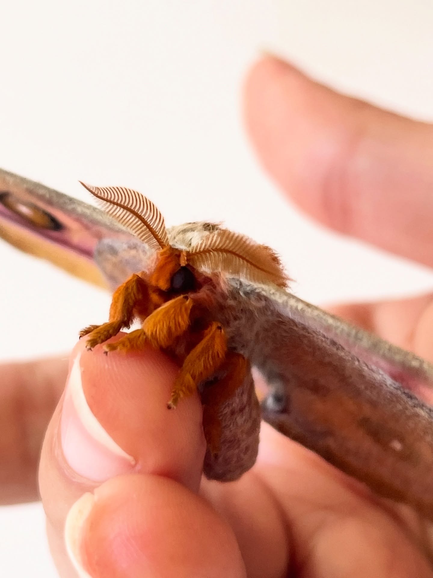Oh là là… regardez-moi cette beauté !
Voici le tout premier papillon sorti de sa chrysalide !
Avec ses antennes en plume et ses ailes aux reflets d’ambre et de rose, il a tout d’un petit bijou vivant.
Je crois que je ne me lasserai jamais de ces instants magiques
..
.
.
.
.
.
.
.
#papillon #moth #antherinasuraka #silkmoth