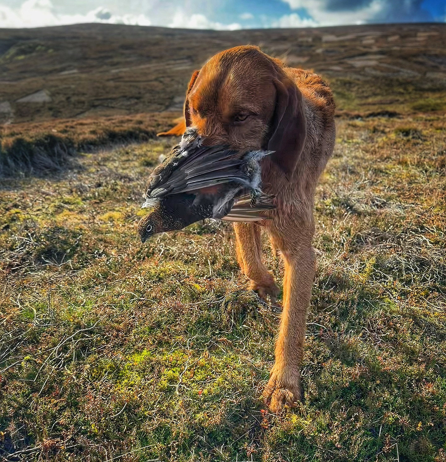 Only a Couple more grouse days left for the team, we’ve had a blast 💥