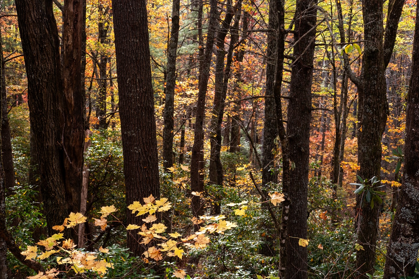 Autumn tones along the @blueridgenps in western North Carolina.
Camera: FujiFilm Xt5
Lens: FujiFilm 35mm f2.8
No filter
#blueridgeparkway #bluwridgemountains #appalachianmountains #outdoors #visitnc #travel #fujifilm #fujifilmxt5 #landscape #landscapephotography #nature #fallcolor #autumn #nataionalparkgeek