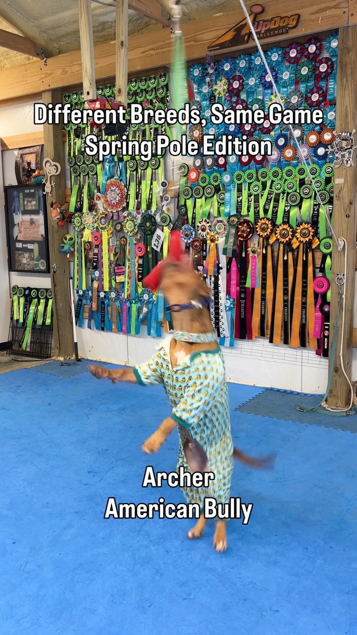 Your dog doesn’t want a lot for Christmas. They just want you to play with them!
Would your dog enjoy this?👇
#DifferentBreedsSameGame #SpringPoleDogs #DogSports #PlayWithYourDog #DogTrainingFun #DogTrainerLife #DriveBuilding #HighDriveDogs #CanineAthlete #DogFitness #StrongDogs #AllBreedsCanPlay #FavoriteDogChallenge #DogsOfInstagram #DogReels #ViralReel #TrendingAudio #ExplorePage #AllIWantForChristmas #HappyHowlidays #ChristmasWithDogs #DogsOfChristmas #MerryAndBright #PitbullOfInstagram #AmericanBullyNation #MalinoisOfInstagram #WorkingMalinois #GSPofInstagram #BorderCollieOfInstagram #BullyBreedLove