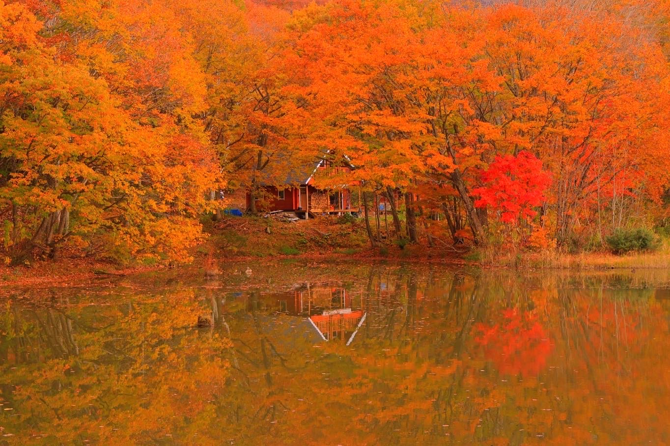 📍東北(Tohoku)
.
Late October is peak season for autumn foliage in Japan’s northern Tohoku region. Here are four scenic spots showcasing the vivid colors of fall, from lakeside reflections to mountain ridges and historic parks.
Ōsawanuma (Fukushima): A hidden lakeside gem where golden leaves reflect on the calm water. Perfect for quiet strolls and photography.
Shin-Tamagawa Bridge (Akita): A stunning view of red and orange foliage over the Tamagawa River—especially beautiful from above.
Mt. Yakeishi (Iwate): For hiking lovers, this mountain offers a panoramic view of colorful ridges and crisp alpine air in late October.
Hirosaki Park (Aomori): Famous for its cherry blossoms in spring, the castle park turns into a warm canvas of autumn reds in fall.
.
.
.
十月底正是東北地區紅葉的最美時節,以下四個景點展現了秋天的多彩魅力,從湖畔倒影到山岳健行,每一處都令人心醉。
大沢沼(福島):靜謐湖面映照金黃紅葉,是拍照與散步的秘境之地。
新玉川大橋(秋田):從橋上俯瞰層層秋色,紅葉與河川交織成最美風景。
焼石岳(岩手):適合健行的名山,十月下旬紅葉滿山,秋意濃厚。
弘前公園(青森):以春天櫻花聞名的城公園,秋天則換上暖色紅葉外衣。
.
.
.
#japanguide #triptojapan #travelinjapan #visitjapanjp #visitmyjapan #jntosg #beautifulJapan #japanrevealed #travelgraphy #travelgram #traveling #trending #japanese #instagram #osaka #visitjapanUS #visitjapanCA #TravelJapan #JapanTrip #ExploreJapan #TohokuAutumn #HiddenTohoku #FallColorsJapan #AutumnHikingJapan #東北紅葉