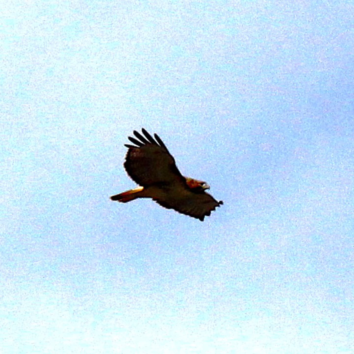 Tuesday Moment of Zen. Looked up walking to my car and saw two red tails riding the thermals over head. Peace, y'all.