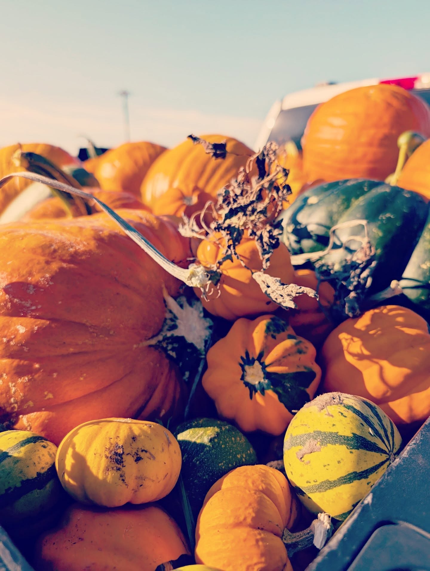 Our friend down the road said, "take as many as you want but take them today... I'm done with it". Big weekend of preserving coming up. Plus, lots of guts for the birds!
...
#sustainability #sustaunableliving #preservingfood #rootcellar #prepper #foodstagram #pumkin #farmlife #countrylife