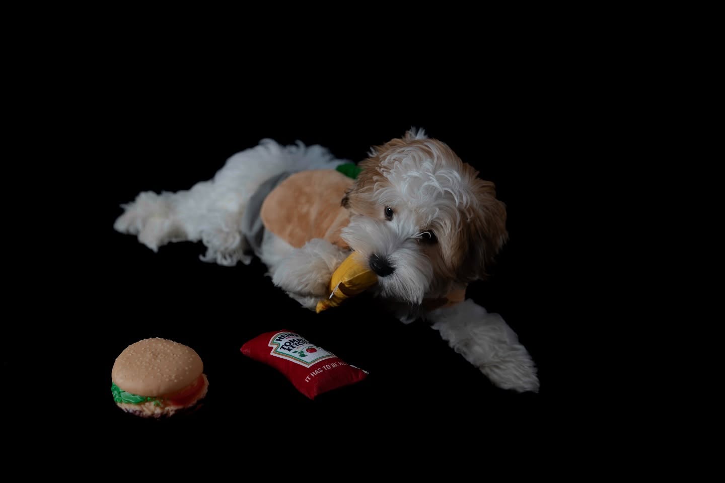 Hot Dignity Dog! Is it Halloween Already!? 🎃🌭
No tricks, just treats (and maybe a hotdog or two) 🐾
___
#HowlOween #DogsofInstagram #PetPhotography #DogCostume #PuppyLove #HalloweenPets #SpookySeason #CuteDogs #DogLovers #HalloweenDog #PetPortraits #DogLife #FurryFriends #TrickOrTreat #InstaPup