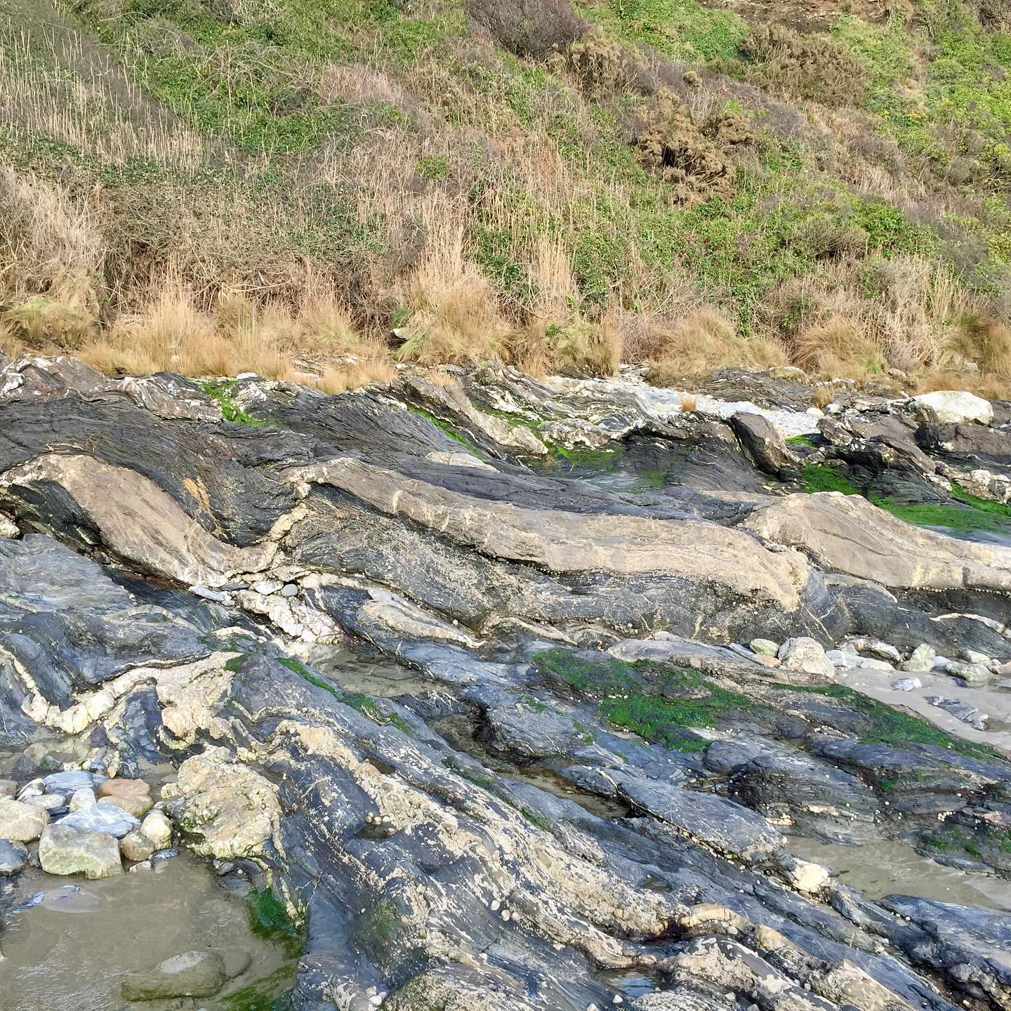 Complex structural geology at Carne Beach on the Roseland peninsula.
Hidden in this outcrop is evidence of two episodes of regional tectonic deformation. Devonian mudstones and limestones of the Pendower Formation are immediately adjacent to an old tectonic plate boundary, where an ocean closed and two continents collided, an event known as the Variscan Orogeny.
The limestone bed (blue) has been boudinaged as a consequence of high-strain D1 deformation.
Boudinage comes from the French “boudin” which is a type of sausage, because it looks like a string of sausages!
It forms when rock is stretched parallel to primary layering, in this case bedding. Rigid rock, like sandstone or limestone, can break apart along its length when stretched.
The gaps between the broken blocks get infilled by surrounding softer mudstone and precipitated minerals.
It is hard to fathom, but whilst boudinage forms due to extension, here they formed during regional shortening.
In a regime where rocks are sheared there is a direction of maximum extension and a direction of maximum shortening. These axes rotate with increasing strain levels.
Boudinage forms when bedding becomes parallel to the direction of maximum extension, in areas of high strain.
A second deformation phase is also recorded here, occurring during the later stages of Variscan convergence. D2 was lower strain, producing more intermittent, steeply inclined folds.
In this outcrop F2 folds have occurred preferentially about the weaker zone at neck of the boudins.
Looking in detail around the fold hinges you see an axial planar S2 cleavage, which crenulates the earlier S1 cleavage.
An interesting, intricate, and unique outcrop highlighting the complexities of Cornwall’s tectonic history.
#deformation #structuralgeology #pendowerformation #carnebeach #roselandpeninsula #tectonic #tectonics #geologyfieldtrip #variscan #cornwall #cornwallcoast #cornishcoast #walkingcornwall #explorecornwall #lovecornwall #cornwallgeology #cornishgeology #geology #geologyrocks #geolife #geologist #geologistsofinstagram #learninggeology #geoadventure #exploregeology #geologicalwonders #geologylife #amazingcornwall #boudinage #limestone