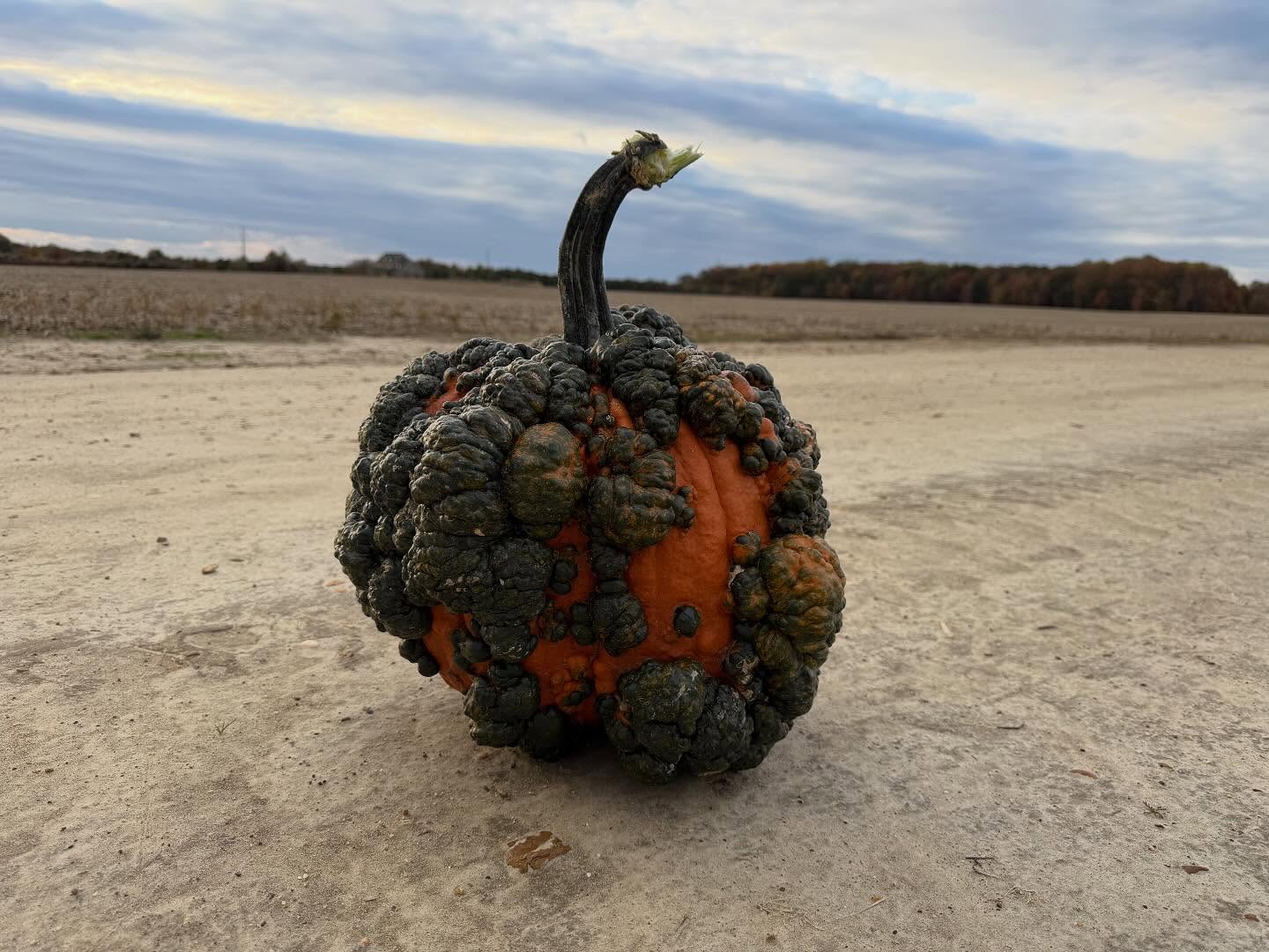 Over 100 varieties of pumpkins โ grown right here on our farm! ๐ #FarmFresh #ShopLocal #SupportLocalFarms #PickYourOwn #DogFriendly #MonroeTownship #PumpkinPatch #Pumpkins #PumpkinFarm #PumpkinPicking #NewJersey #RedWagonFarm #RedWagonFarmNJ #MiddlesexCounty #NJFun #NJPumpkinPicking #NJPumpkinPatch #NJFamily #FallFun #FarmLife #FallVibes #AutumnAesthetic #FallSeason #PumpkinSeason #OctoberVibes #HelloFall #FallFeels #AutumnVibes #FYP