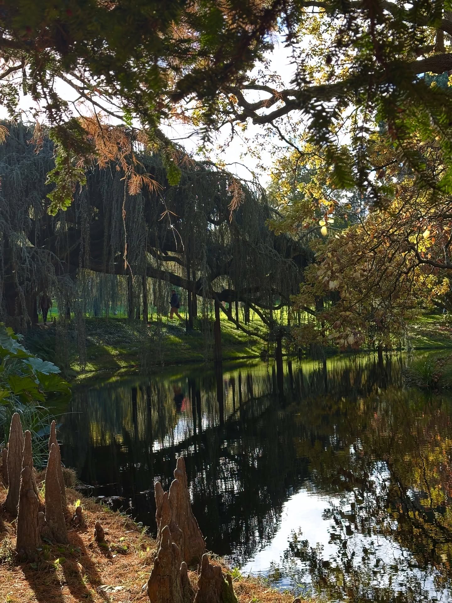 This afternoon at the arboretum, a bath of color 🍁🍂
#inspiration #photoart #arboretum #treelovers #naturephotography #naturelover #beauty #color #fallseason #fallvibes #fall25 #instafall #nadegemarneffeart