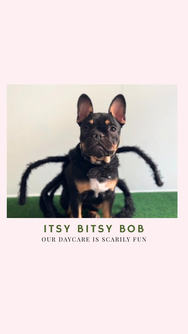 Our one-year celebrations are still going — and Halloween is just around the corner! 👻
If your dog is joining daycare on Friday, October 31st, don’t forget to bring a costume!
We’ll be celebrating with lots of play, fun, and photos, so let your pup be part of our furry Halloween day at CPH Pets Club! 🐾🎃
#CPHPetsClub #DogDaycareCopenhagen #HalloweenDogs #FurryFun #OneYearOfJoy #Howloween