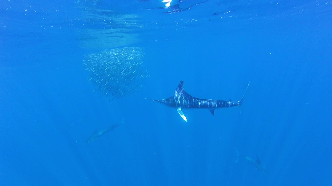 🐟 Comienza la Temporada de la Carrera de la Sardina Mexicana
El Pacífico se enciende con vida. Miles de sardinas se mueven como una sola corriente plateada, perseguidas por marlines, lobos marinos, tiburones, delfines y aves que transforman el azul profundo en una danza salvaje de energía y vida.
De octubre a diciembre, Bahía Magdalena se convierte en el escenario de uno de los espectáculos naturales más impresionantes del planeta.
Acompaña a los capitanes locales y guías expertos de Murillos Bros Adventours en la Expedición Bolas de Carnada y siente la magia del océano en su máxima expresión.
Sumérgete, observa, explora y vive la naturaleza desde su corazón.
🌊 La carrera ya comenzó.
🐟 The Sardine Run Season Has Begun
The Pacific bursts with life. Thousands of sardines shimmer beneath the surface, chased by striped marlins, sea lions, dolphins, sharks, and seabirds — all moving in a breathtaking dance of survival and beauty.
From October to December, Magdalena Bay becomes the stage for one of the greatest ocean spectacles on Earth.
Join the local captains and expert guides of Murillos Bros Adventours for the Bait Ball Expedition and witness the wild Pacific at its best.
Dive in. Feel the pulse of the ocean.
🌊 The race has begun.
📍 Bahía Magdalena, Baja California Sur, México
📅 Temporada: Octubre a Diciembre
📧 murillosbros@gmail.com
🌐 www.murillosbrosadven-tours.com
📱 +52 6131168050
#MurillosBrosAdventours #CarreraDeLaSardinaMexicana #BaitBallExpedition #MagBay #BahiaMagdalena #TurismoResponsable #EcoAdventure #WildPacific #ExploreBaja #NatureExperience #ViveLaExperiencia