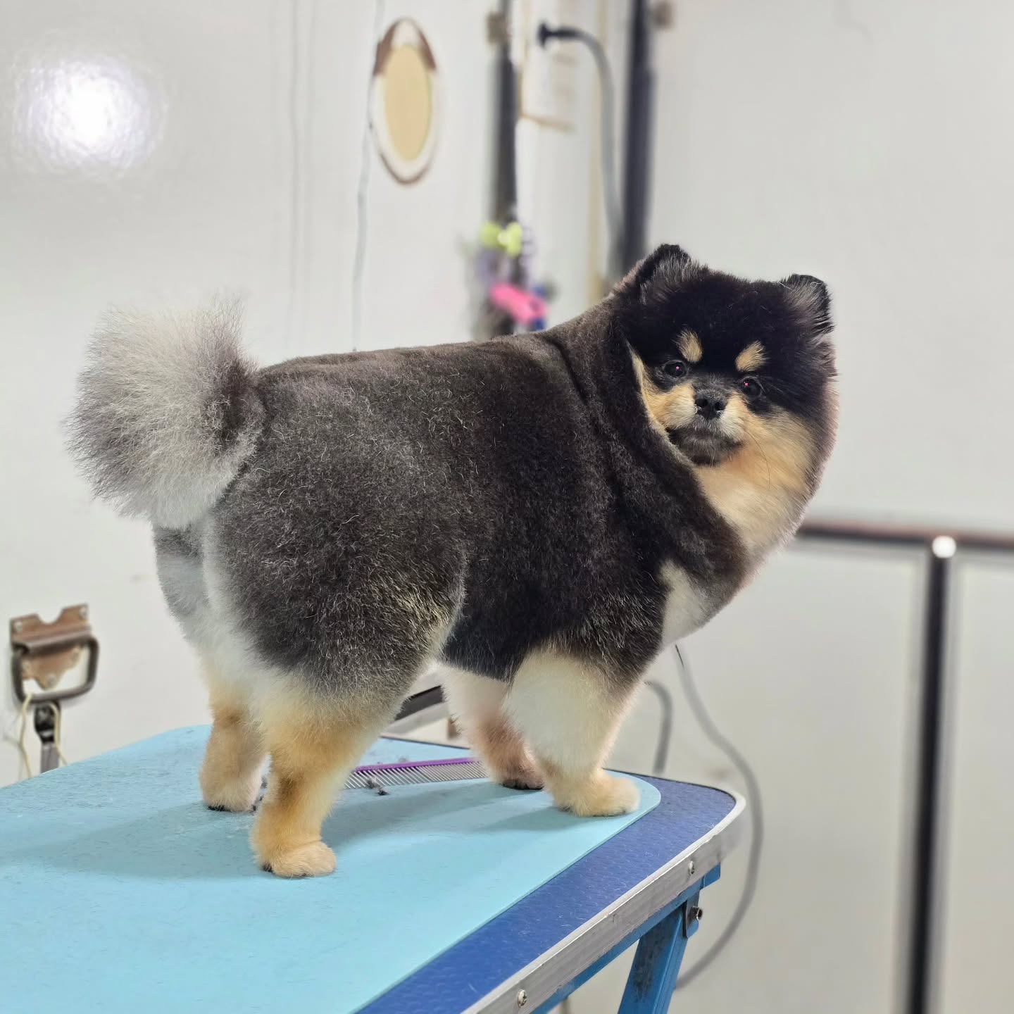 im sexy and i knew it 🐶🐱💞
-
-
-
-
-
-
-
#PetsMan #petmobilegrooming #doortodoorservice🚗🏡 #petlovers #petgrooming #petslove #petsgroomer #petsgroomingPetsMan 🛁🐶🐱
📍Service Area : KL / KLANG VALLEY AREA
Feel free to DM us for more info !
WhatsApp us for appointment 0175233811 ☎️