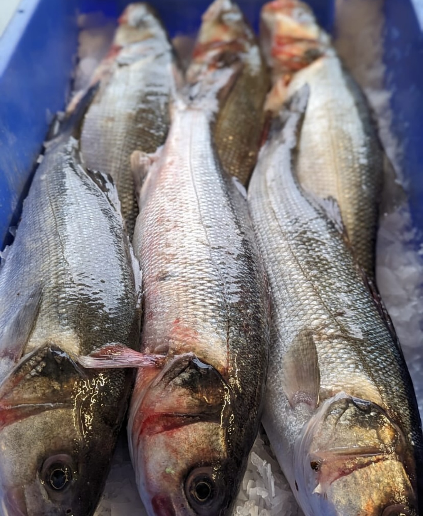 We’re proud to offer a premium selection of Wild Sea Bass, responsibly sourced and handled with meticulous care from catch to kitchen.
Forget the farmed standard—our wild stock boasts a superior, clean flavour profile and a beautifully firm, lean texture that stands up to complex preparations.
🔪 Why Our Wild Sea Bass is a Chef’s Choice:
• Flavour Depth: Clean, sweet, and pure; a perfect canvas for both classic French and contemporary Asian techniques.
• Optimal Texture: Exceptionally firm fillets that hold their structure flawlessly, essential for precise pan-searing and delicate presentations.
• Guaranteed Freshness: Delivered with full traceability and consistently high quality, ensuring minimal waste and maximum yield.
Ready to secure your next order of outstanding Wild Sea Bass? Contact your Account Manager or speak to the office for up to date pricing and availability.
#ChefsOfInstagram #WildSeaBass #FishSupplier #ProfessionalKitchen #UKChefs #SustainableSourcing #FreshProduce #MenuDevelopment #SeafoodSpecial