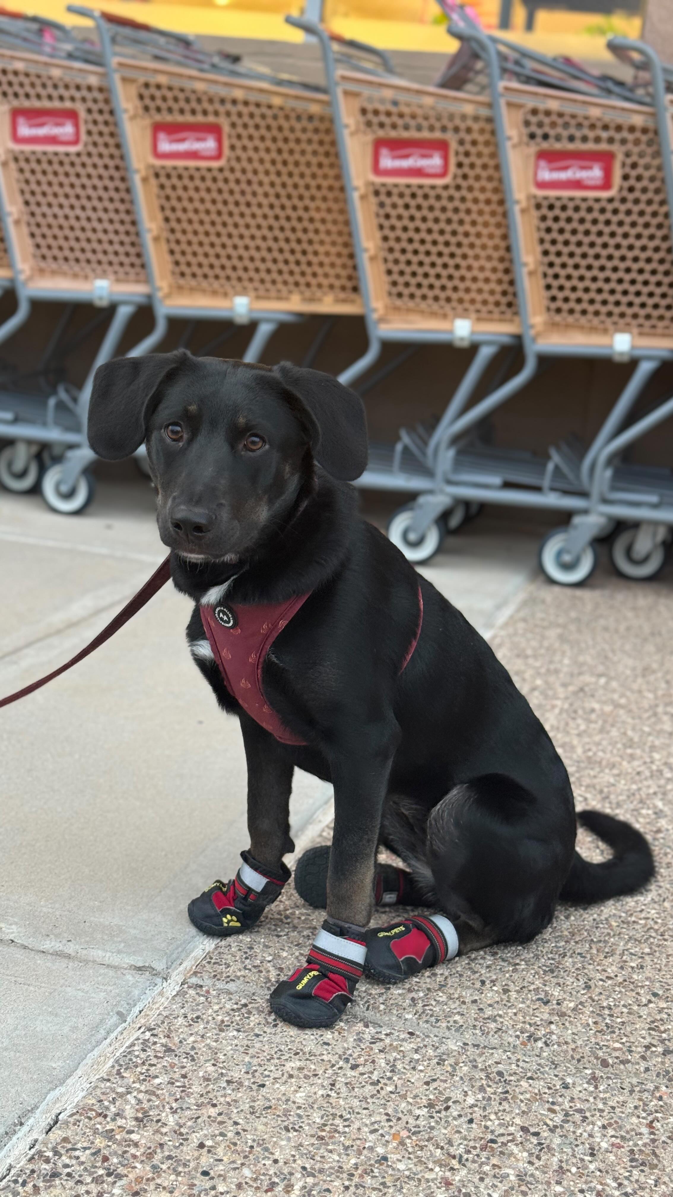 Back by popular demand and now PERMANENT š¾ Your dogās new favorite field trip! Paws Around Town with Big House K9 Training. #bighousek9training #ConfidentDog #LeashManners #PetSmart #LaGrandeCafe #dogtraining #positivereinforcement #HomeGoods #HomeDepotDogs #LowesDogs #HobbyLobby #dogtraining #casagrande #positivereinforcementtraining #bighousek9trainer