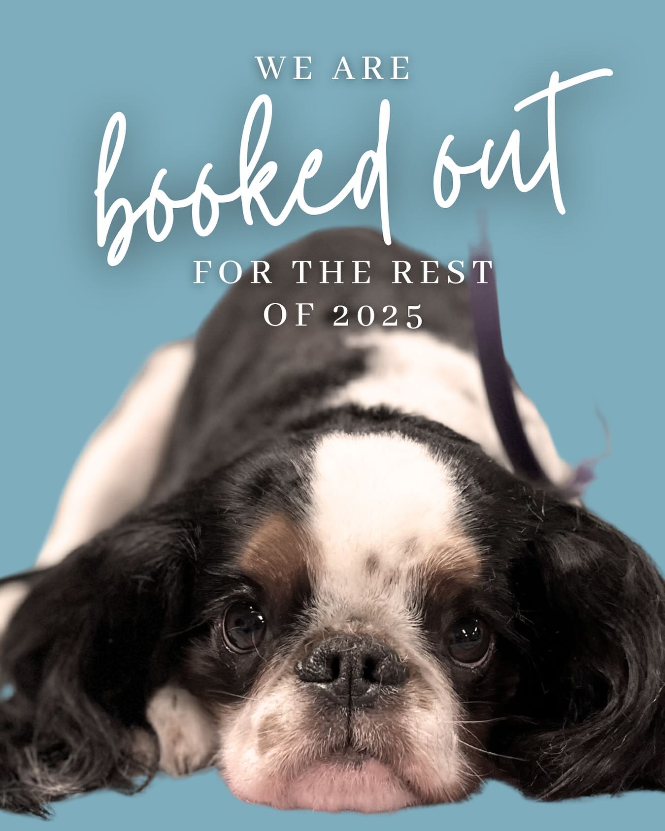 But keep your 👀👉🏻 right here and make a Christmas wish 🤞🏻🎄. This is where are last minute appointments might pop up.
#christmasgroom
#doggroomingwantirna
#fearfreegrooming