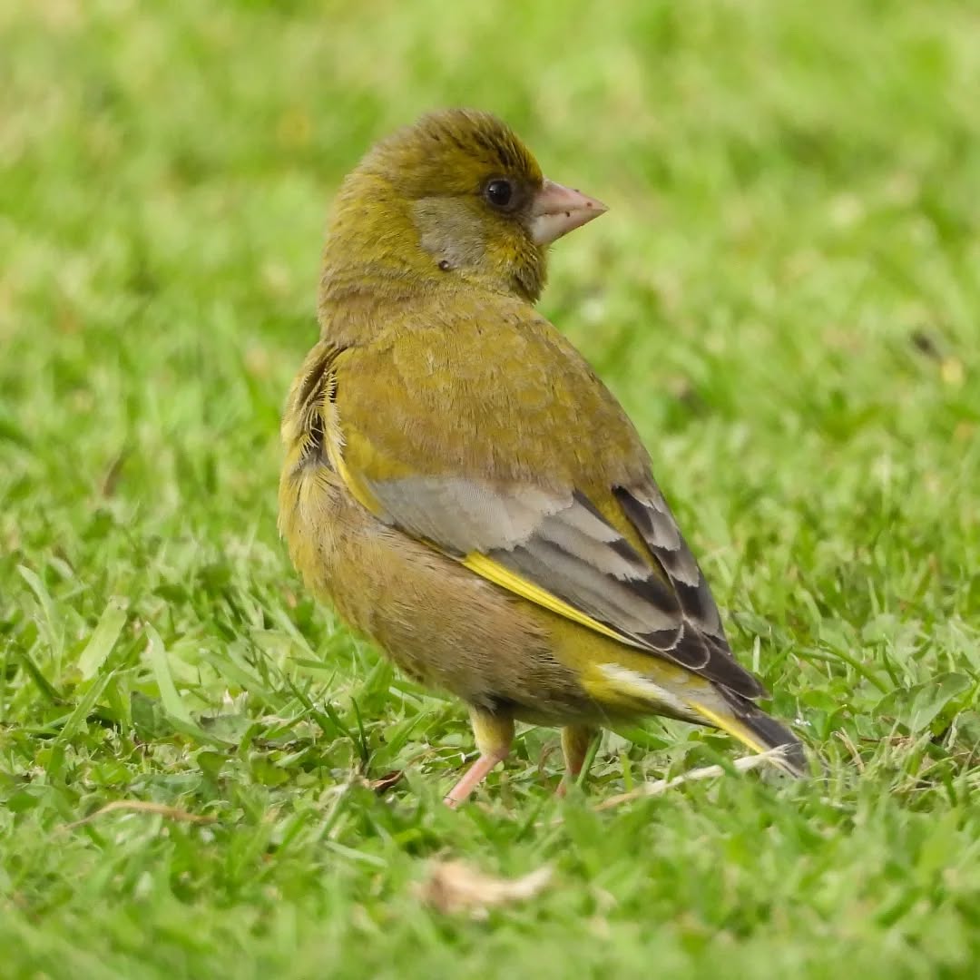 Greenfinch on the lawn, such very pretty little birds.
#karameagreenfinch #chlorischloris #Karamea #karameawild #newzealand #nzlife #nzwildlife #bugsnz #nzbeetles #nzbugs #wildnz #southisland #nzsouth #southislandnz #westcoastnz #nzwestcoast #tewaipounamu #paradise #umere #arapito #littlewanganui #wildsouth #kohaihai #oparara #birdshots #birdphotos #wildlifenz #Aotearoa #nzfauna #nzflora