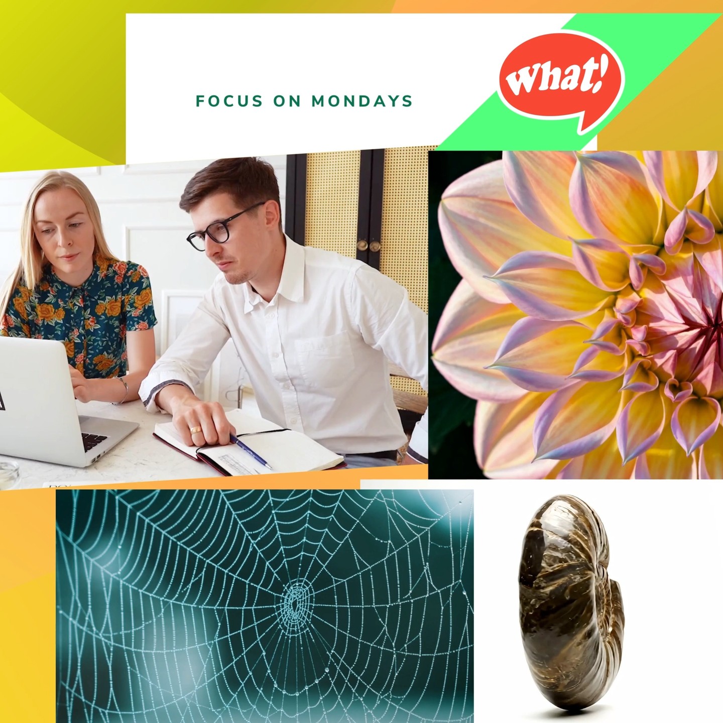 @mo.eco_art MonacoEcoArt.com #focus #Monday #blue #economy 🌊🤏What is Biomimicry? 🤔 Is it a new Halloween disguise? 🎃 Mmmm… You are way off 🌀🕸️ This term refers to the simulation of natural models, systems and #elements in order to solve or bypass complex human issues or #problems: its ehimology comes from the ancient Greek, notably βίος (bios), life, and μίμησις (mīmēsis), imitation 👨🏫📊 In the foosteps of millenial traditions which inspired leading figures like Leonardo Da Vinci and the architect Frank Lloyd Wright, Biomimetics, originally coined by Otto Schmitt (American inventor, engineer, and biophysicist) in the 1950s, imposed itslef trhoughtout the 20th century, being soon consolidated by the biologist Janine Benyus in the end of the last century with its growing integration into #economic and corporate models 🎯🔋 Nowadays, companies are being developing a wide range of innovations through a Biomimicry approach, from high-speed trains to sustainable materials, building structures and company’s management systems aimed to reach a mutual beneficial growth, while moving mindsets towards a regenerative business paradigm 🌱🦋 Biomimicry showed a great #potential in designing high-performance #products and #services, reducing energy and raw material consumption, adapting to #climatechange and differentiating your production to better adapt to #market needs 🐚🌾 Application examples: 1_ Velcro, invented in 1941 by Swiss engineer George de Mestral, was inspired by the small #flowers that stuck firmly to his dog's fur every time he took him for a walk 2_ the Roof of the Crystal Palace in London, built to a design by the architect and botanist Joseph Paxton in the mid-19th century was inspired by a plant belonging to the family of water lilies, the Victoria Amazonica 3_ latest generation water-repellent and self-cleaning materials have been developed by the so-called Lotus Effect inspired by lotus leaves equipped with microscopic protrusions that make their surface similar to wax, repelling water and with it also dirt 📸🎬 © Copyright: MonacoEcoArt Stories