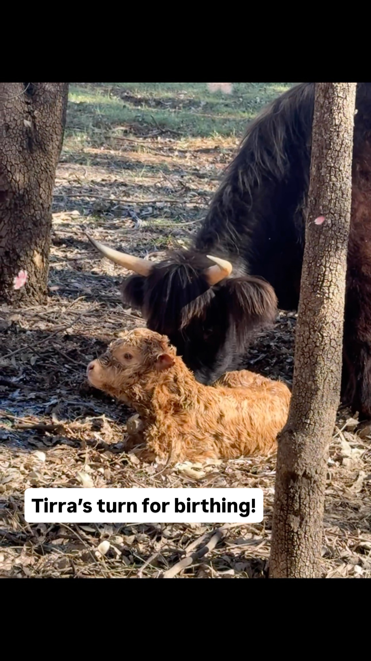 How awesome is Nature!! Well done ‘Tirra’ 🐮- first time calving … handled it like a seasoned mum! I only had to step in at the end to give a little hand taking the sack of its nose.
Thanks Forrest Farm Vet for telephone support 📞😂
#wildinourheart #farmstay #farmstays #southwestwa #tourismwa #perthisok #nannup #experiencenannup #fyp