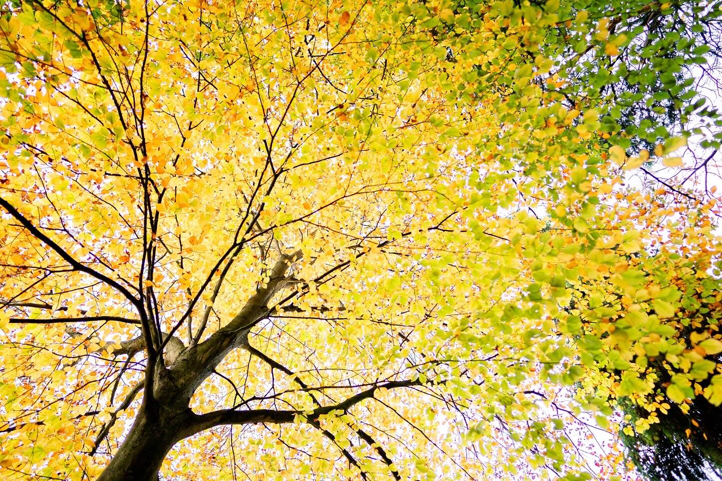 Our Autumn trees are putting on a show of their own before @bad_theatre’s production of Gaslight comes to Theatrebarn in November