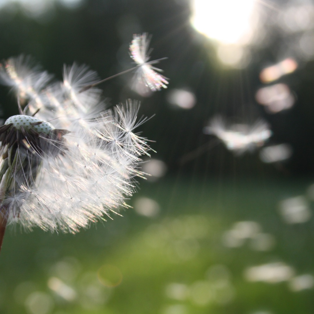 Here's the link to my latest blog.
Cultivating a neutral mind isn't just important for reiki practitioners but is something we can develop and apply in everyday life. π
https://www.whitesagewellbeing.com/post/the-art-of-detachment-cultivating-the-neutral-mind