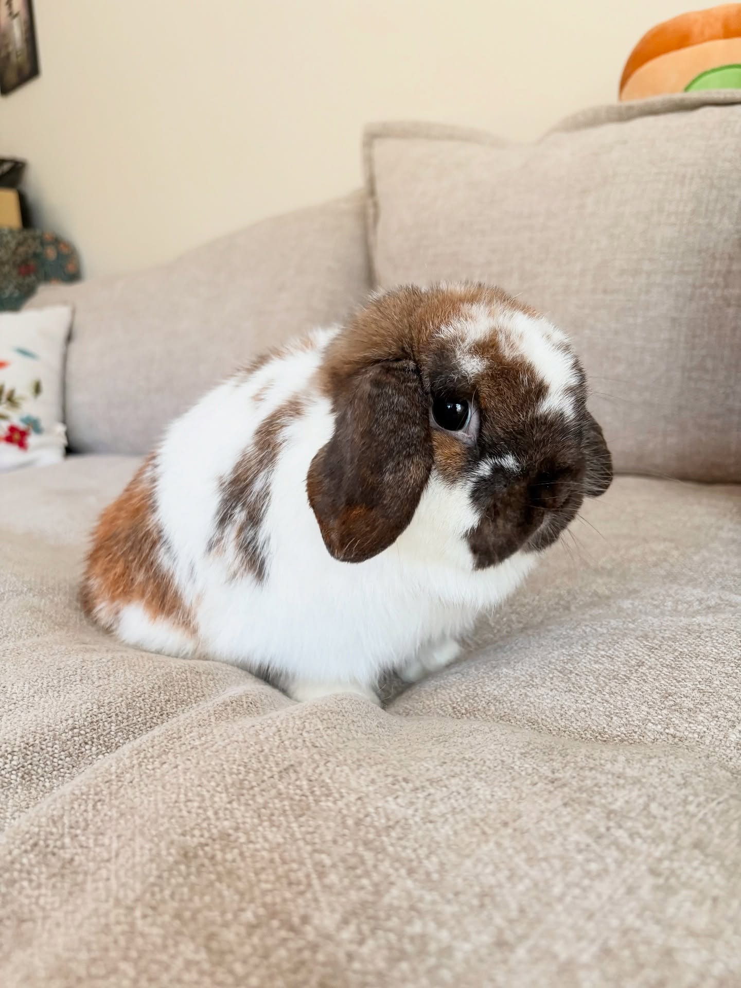 Welcome to the family, Winston! 🤎 Meet our new holland lop buck!