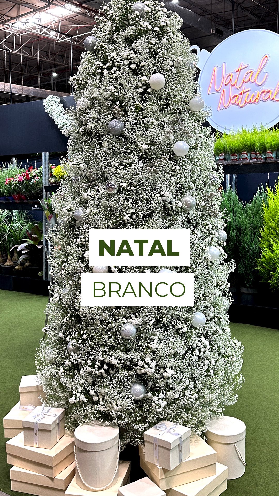 Já entrou no clima de Natal? 🎅🎄
Confira como foi criada essa incrível árvore natalina feita com Áster Mariana e Gypsophila, uma composição cheia de leveza, brilho e encanto!
O que você achou desse design floral super inspirador? 🌟
💐 Florista: @stansscheltinga
🌿 Espuma floral: @floralatlanta
#árvore #natal #flores #arvoredenatal #christmas #gypsophila #astermariana #floraldesign #designfloral #decoraçãodenatal #inspiracaonatalina #floresdenatal #floral #decoracaocriativa #xmas #christmas #happychristmas #aster #gypso #natalbranco #decor #decoracao