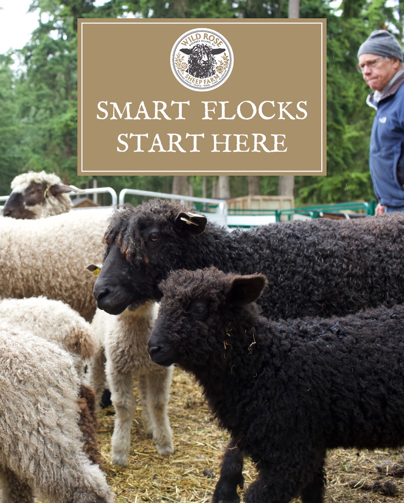 Smart Flocks Start Here at Wild Rose Sheep Farm 🐑🧬
Don’t think sheep are smart? 🧐 We beg to differ. Smart flocks start with quality care and strong genetics🧬 We know and breed for both.
If you are looking to get into the joys of shepherding, or already have a flock you want to diversify with quality genetics, please get in touch.
We look forward to hearing from you,
From Your Shepherds at Wild Rose Farm 🐑
📞 (360) 969-3359
📧 wildrosefarmwhidbey@gmail.com
🔗 wildrosefarmwhidbey.com
#smartflock #smartflocksolutions #smartflockmanagement #sheep #sheepbreeder #shepherding #geneticsmatter #diversitymatters #heritagebreed #wensleydale #teeswater #valaisblacknose #fiberflock #lambing #breedingseason #breedingstock #wildrosefarm
