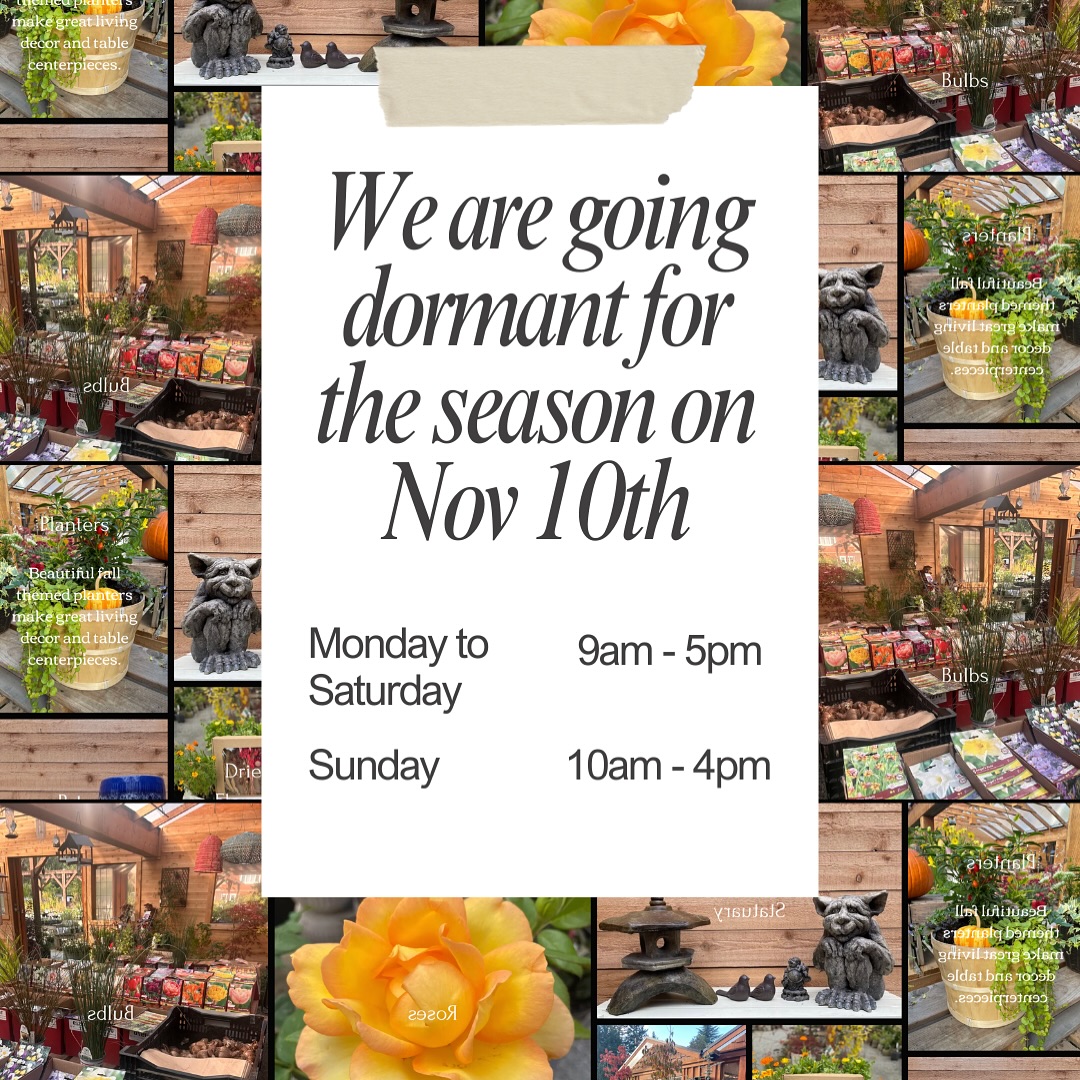 This is the final week before we tuck in for winter. 🍂
We’ll be going dormant for the season beginning November 10th, and we just want to say thank you.
For wandering through the aisles with muddy boots and big ideas.
For asking about that “mystery plant” that somehow keeps thriving.
For choosing to grow things with us , year after year.
From trees to trowels, from your first fern to your fiftieth rose, it’s been a joy to be part of your gardens and your stories. 🌿
We’re here all week — Mon–Sat 9–5, Sun 10–4 — for one last stroll among the pots, pumpkins, bulbs, and pansies. Come say hi before we hibernate.
#SunshineCoastNursery #ShopLocalBC #SunshineCoastBC #ThankYou #GardenLife