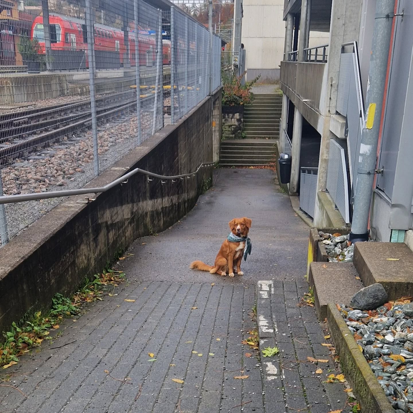 Wir gratulieren dem Team YUKI ganz ❤️-lich zur bestandenen ESA-Prüfung 🐕🥳
#emotionalsupportdog #emotionalsupportanimal #esaprüfung #esa-team #esa #teamprüfung #emotionalsupportdogschweiz #emotionalsupportdogausbildung #zürich #schweiz #pawsandyou #hilfshunde #vereinpawsandyou #gemeinnützigerverein