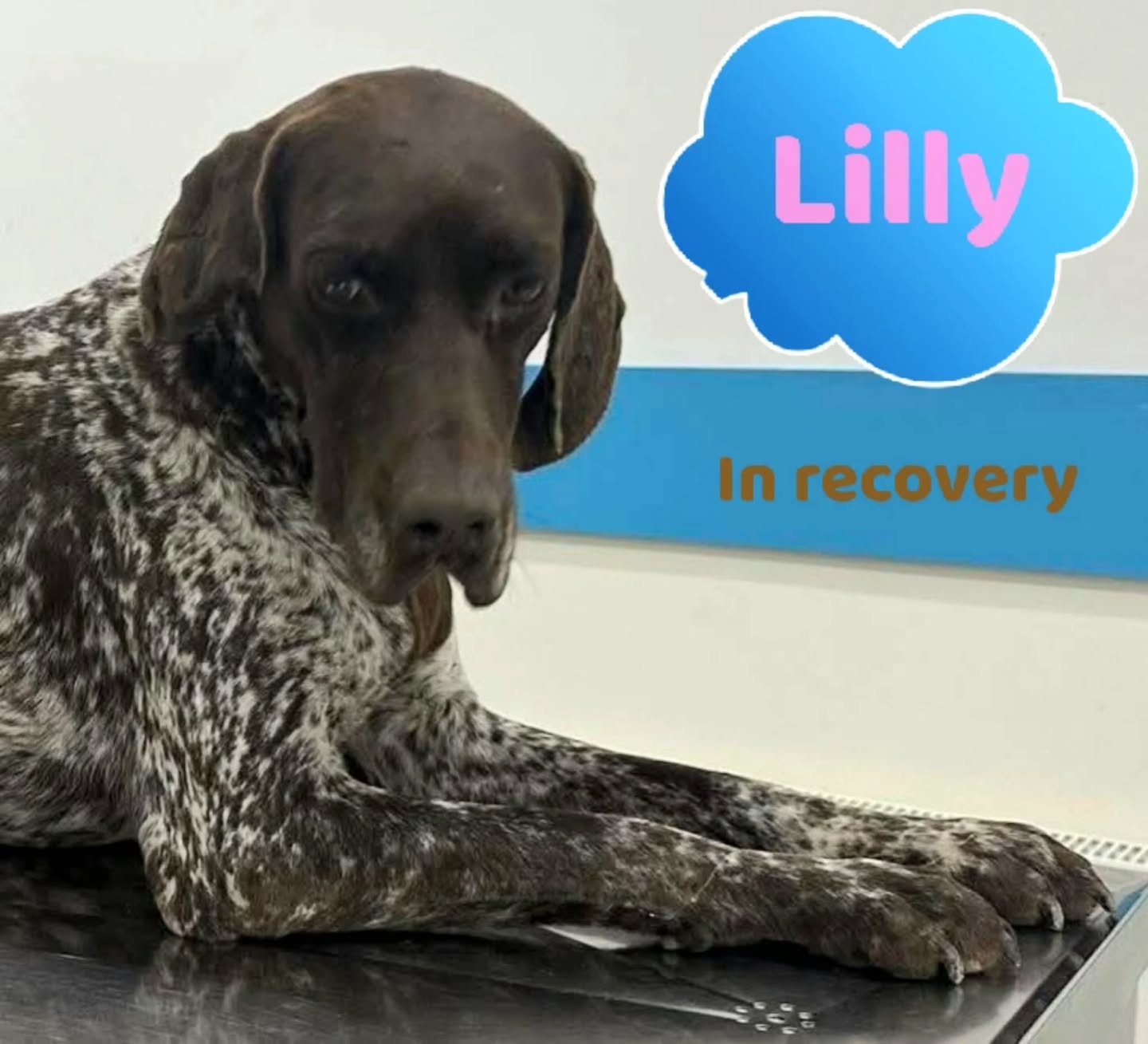 Thank you very much for your support
❤️🐾Marian Priem
€5,13
❤️🐾Nico and Nelly de Zwart
€50,00
❤️🐾Anonymous donor
€16,31
❤️🐾Danielle Mertens
€10,00
❤️🐾Freya Ruiter
€7,68
❤️🐾Fenja Bosman
€5,00
❤️🐾Conny Neuburger
€5,13
❤️🐾Anita Post
€10,24
❤️🐾Nienke Liebe
€10,24
❤️🐾Animal Support Trust
for the costs of the procedure vor GSP female Liberty
€549,65
❤️🐾Maaike Aal
€25,65
❤️🐾P.E. Beerman de Man
€25,00
❤️🐾E.M.P.van Aarle
€20,00
❤️🐾Rene Neuburger
€30,00
❤️🐾Noortje Noordermeer
€25,00
❤️🐾Nelly Mahu
€15,00
❤️🐾Q Revier
€50,00
❤️🐾Y Roossien
€50,00
❤️🐾Joop and Riet Priem
€5,13
❤️🐾Anonymous donor
€25,59
❤️🐾Debbie Jonkhart
€7,68
❤️🐾Minette Jacobs
€25,65
❤️🐾Anonymous donor
€10,00
❤️🐾Solvis
€20,00
We appreciate your contribution💝
Contact via email: gsprescuehr@gmail.com
Website: https://www.gsprescuehr.com/nl/contact.
#dontshopadopt#gspoftheday #gspcommunity#germanshorthairedpointerlovers #germanshorthairedpointerlovers #pointerlovers #gspcommunity #pointerlove #germanshorthairedpointer #birddog #pointersofinstagram #gsprescue #gspworld #gsp #gsplife #gsploverig #gsplovers #gspsofinstagram #gspuniverse @lydia_lidach #rescuedog #rescuedogsofinstagram #rescuedismyfavoritebreed#deutschkurzhaar