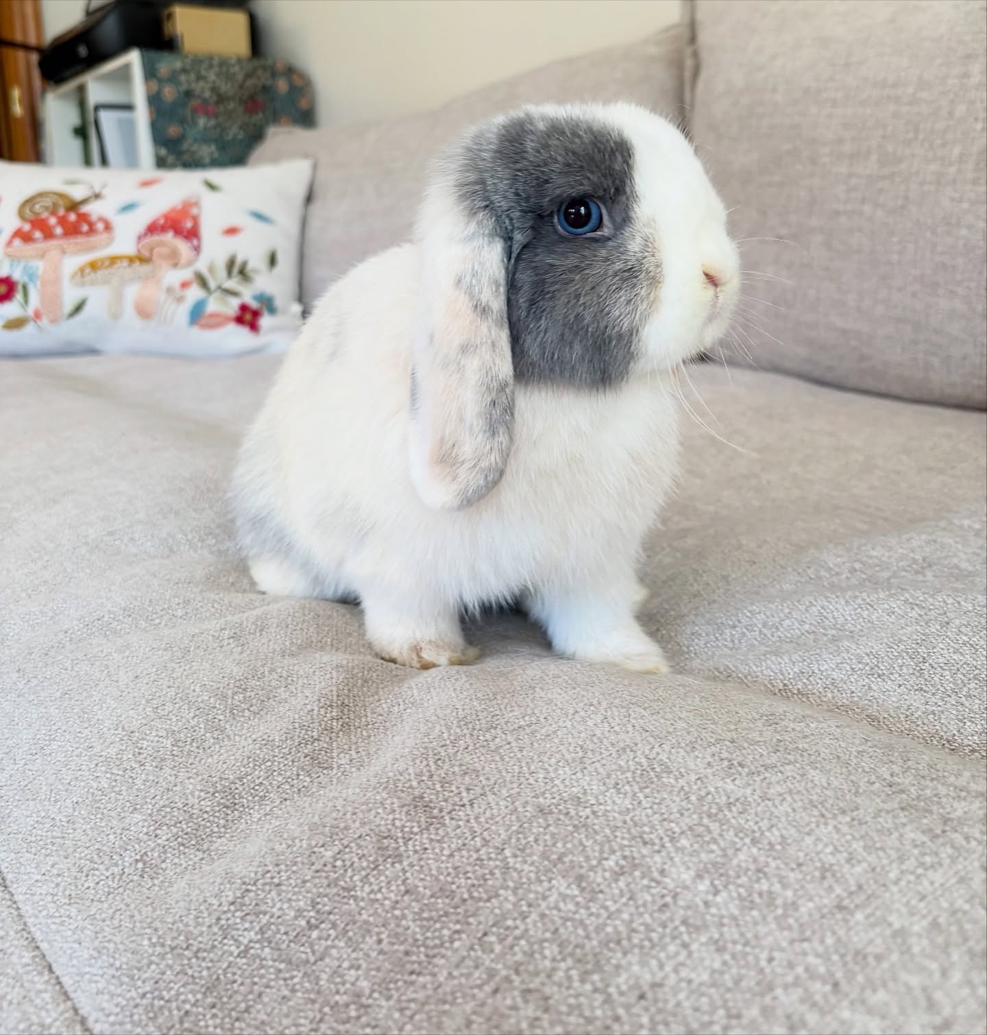 Meet Lilah- our new holland lop doe! Hoping to have babies from her in the next couple months 💜🐰