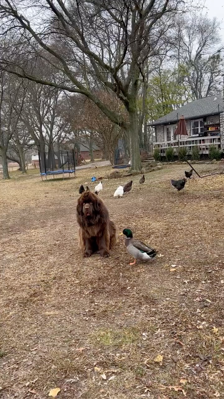 5 years and 2 books later. 🥰 The sweetest friendship.
#bestfriend #dog #duck #dogsofinstagram #ducksofinstagram #childrensbook