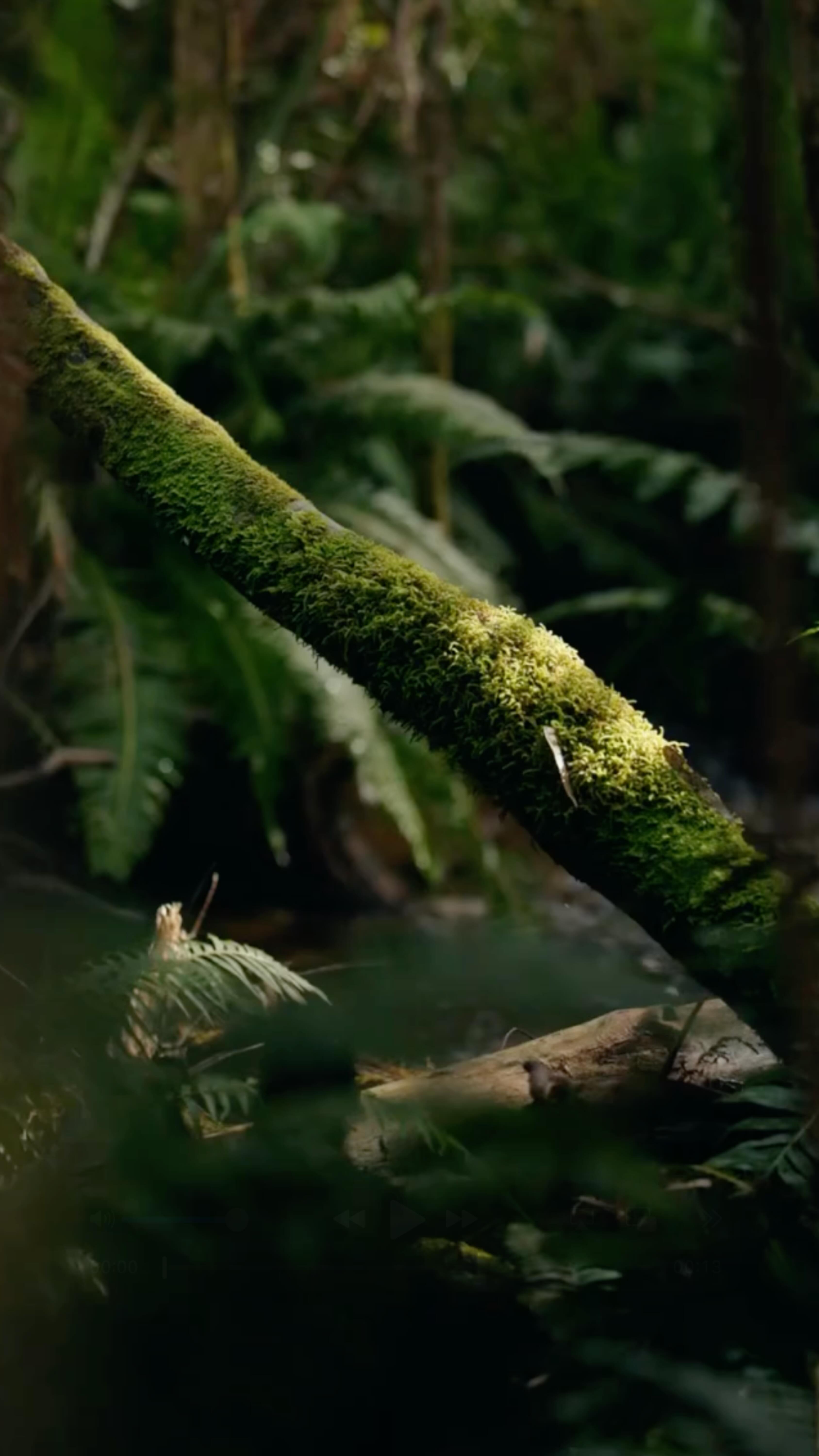 The calm of fall.
Maison Oscar is surrounded by the Belgian Ardennes, inviting you to step outside, take a walk through the forest and let the season slow you down.
forest walks • still moments • golden woods • quiet hearts
Maison Oscar.
Rochefort, Ardennes.
Bookings via link in bio.