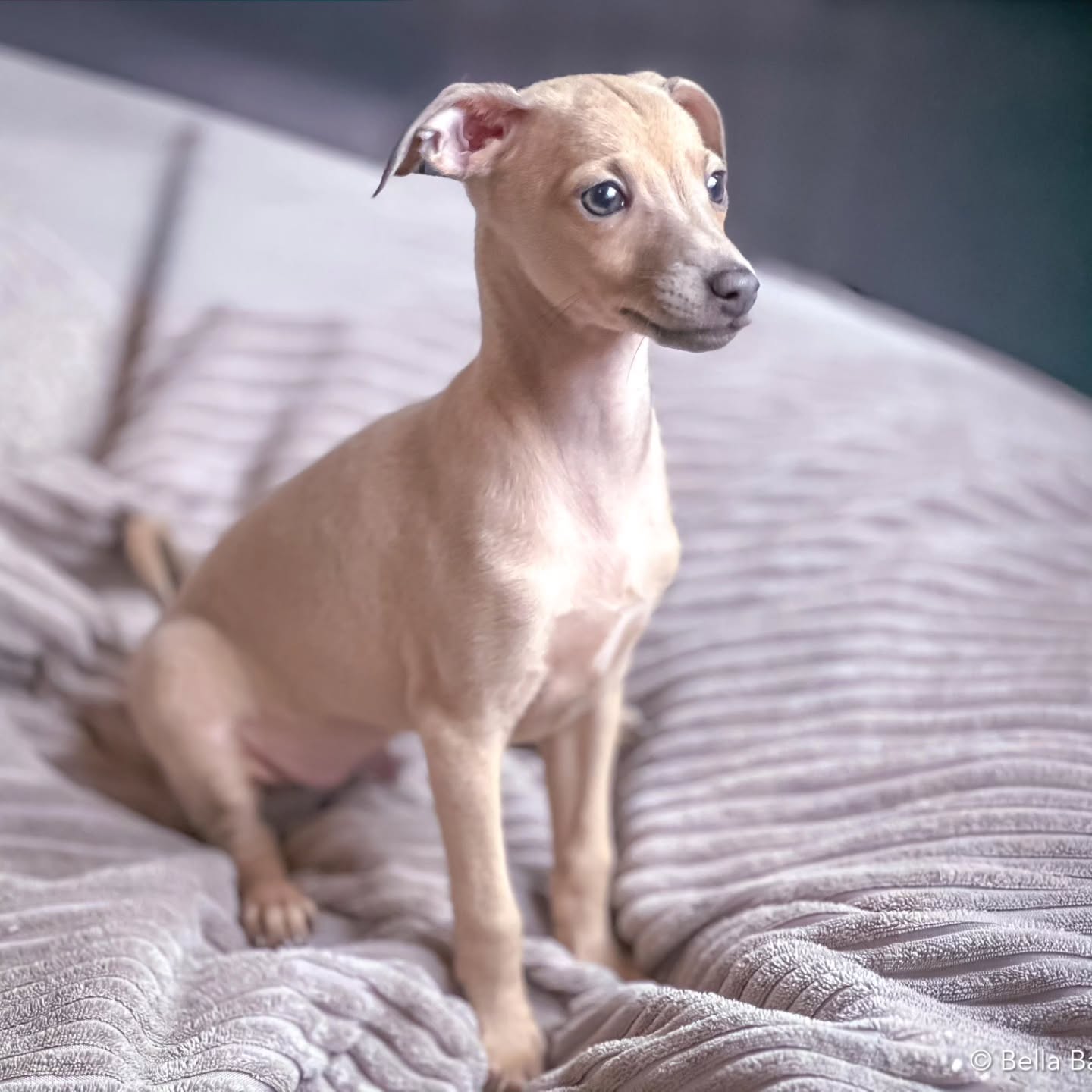 Bueno Bella Bambini
https://italiangreyhound.breedarchive.com/animal/view/bueno-bella-bambini-81d33c1b-b4ba-440c-bd60-8ffc28952bd6