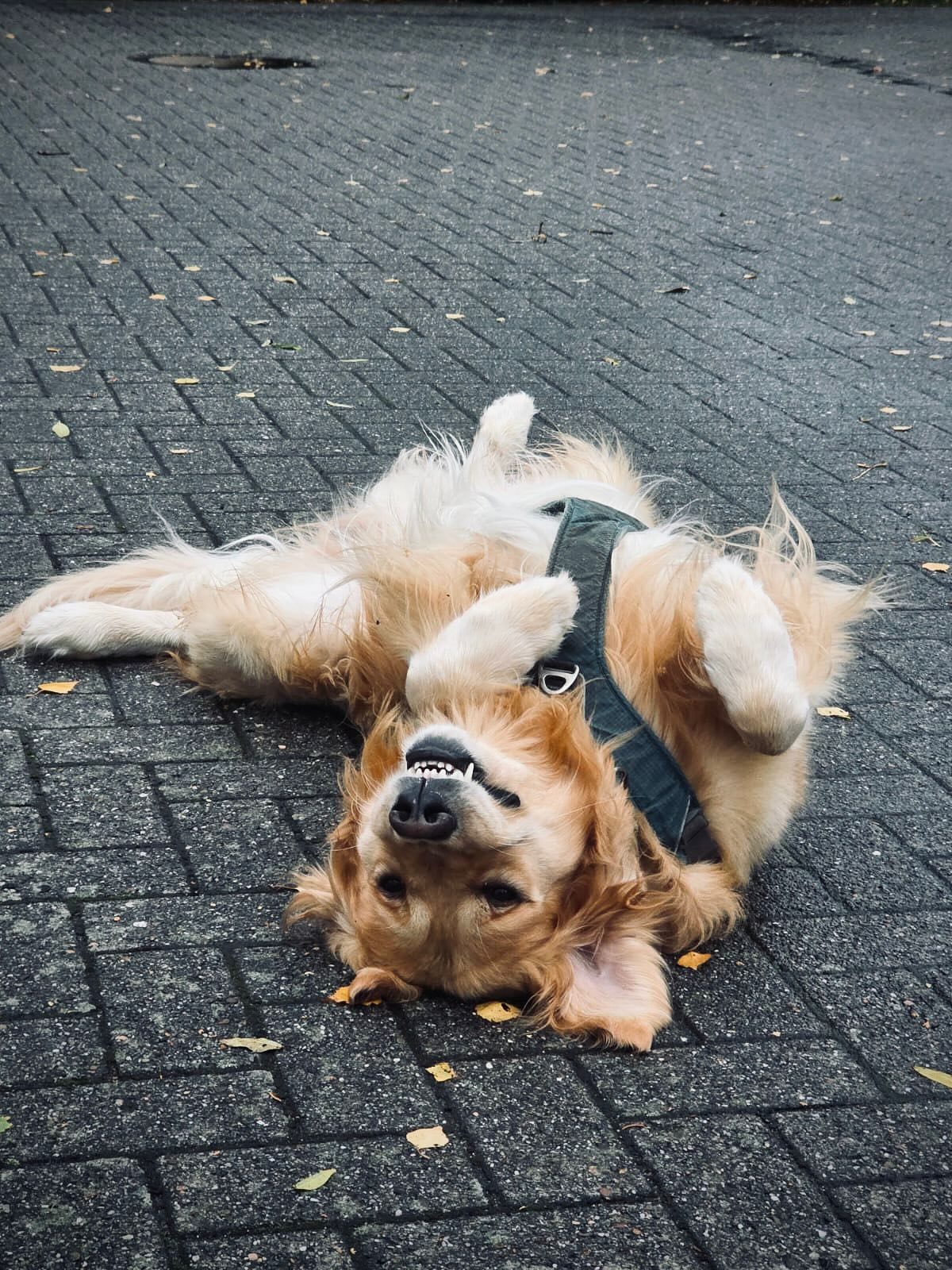 In den letzten 3 Tagen durften wir gemeinsam mit Euch das Thema #Spürhundarbeit angehen.
Neben Grundlagenarbeiten in den verschiedenen Teilsegmenten konnten wir auch mit erfahrenen #Spürhunden wie Rauschgift-, Banknoten-, Leichen- und Brandmittelspürhunden an Problemstellungen und in Blindsuchen arbeiten.
Dank unseren Freunden von @kynoscience stand auch die Konditionierung und Differenzierung am DDTS im Mittelpunkt.
Wir freuen uns auf die Termine Modul 1 vom 23. - 25.01.2026 (Anmeldung offen) sowie Gastseminare mit @kynoscience (Deutschland) und @kynotec (Österreich).
Die Termine werden wir zeitnah auf unseren Kanälen veröffentlichen.
Euer Burli-K9 Team
#BurliK9 #kynoscience #kynotec #Ufpro #ufprogear #diensthund #policek9