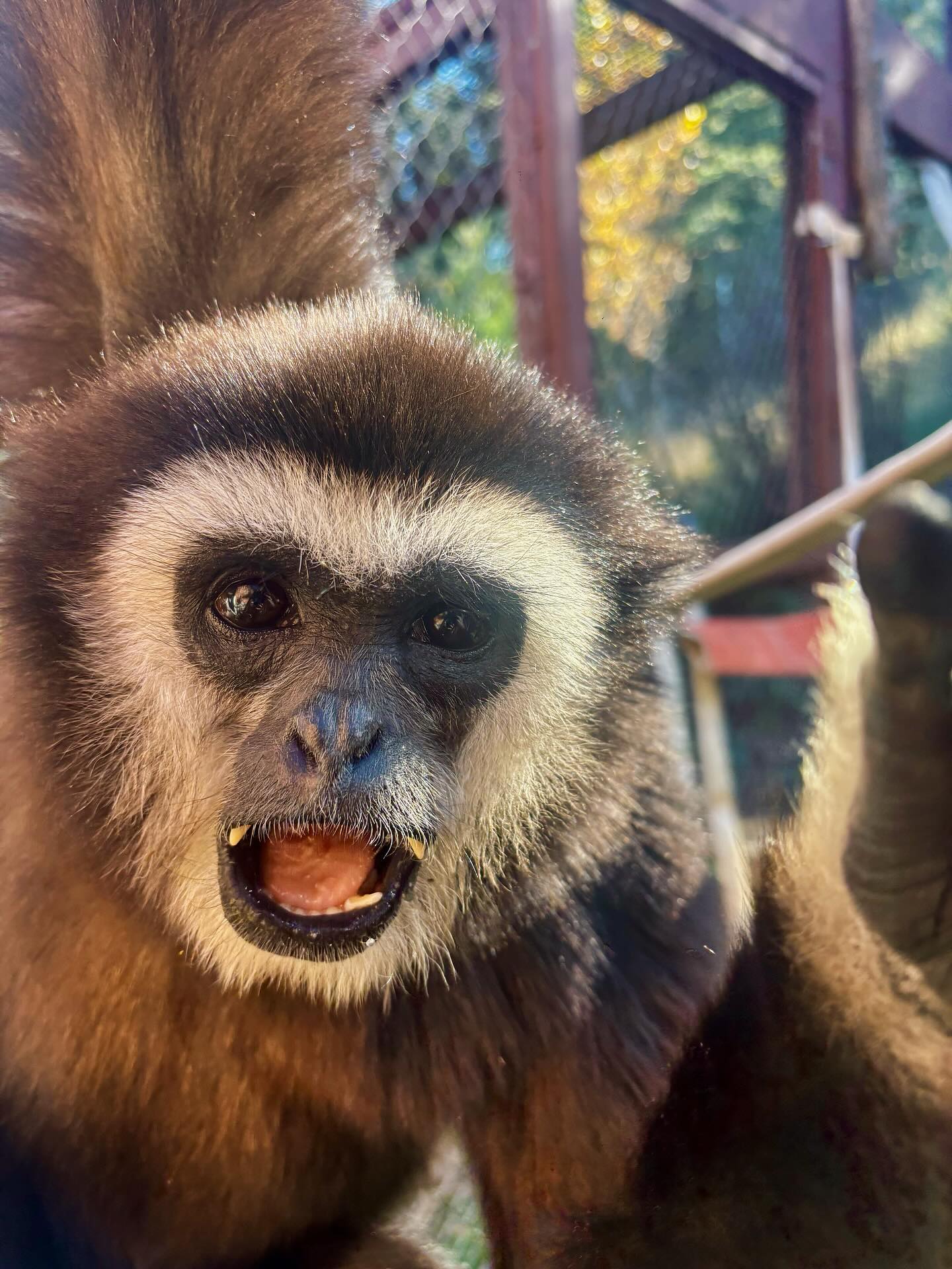Holmes’ face says it all…Fall at the zoo 🍁 🤝
#largibbon #gibbons #westernlowlandgorilla #orangutans #primates #zookeeper #cheyennemountainzoo #animals #primatesofinstagram