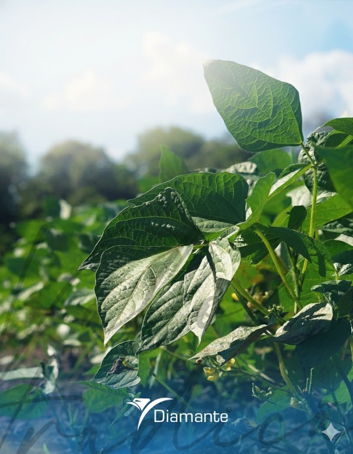 Cada folha conta uma história de crescimento, cuidado e tradição.
Na Diamante, acreditamos que grandes resultados nascem do respeito à terra e do trabalho bem-feito, do plantio à colheita. 💚
#DiamanteAgrícola #AgroQueTransforma #TradiçãoQueGeraValor #CampoComPropósito
