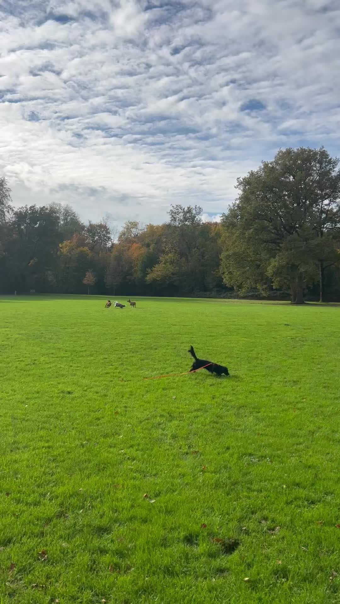 Wat is er leuker dan uitrazen op je verjaardag!?
Gefeliciteerd lieve Fendi ๐ฅณโค๏ธ
๐พFendi, Coco, Oos, Cooper, Bo, Hugo, Zoรซ en Cooper