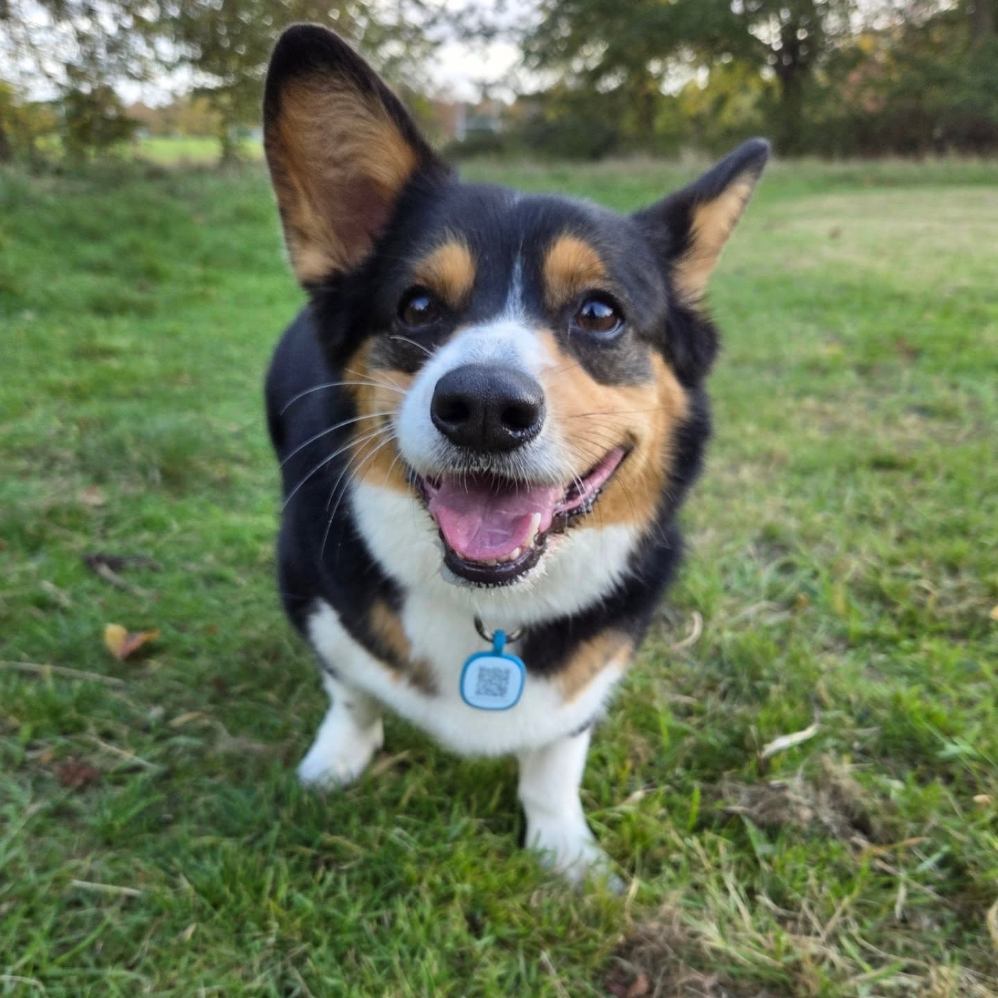 Happy Corgi 🥰