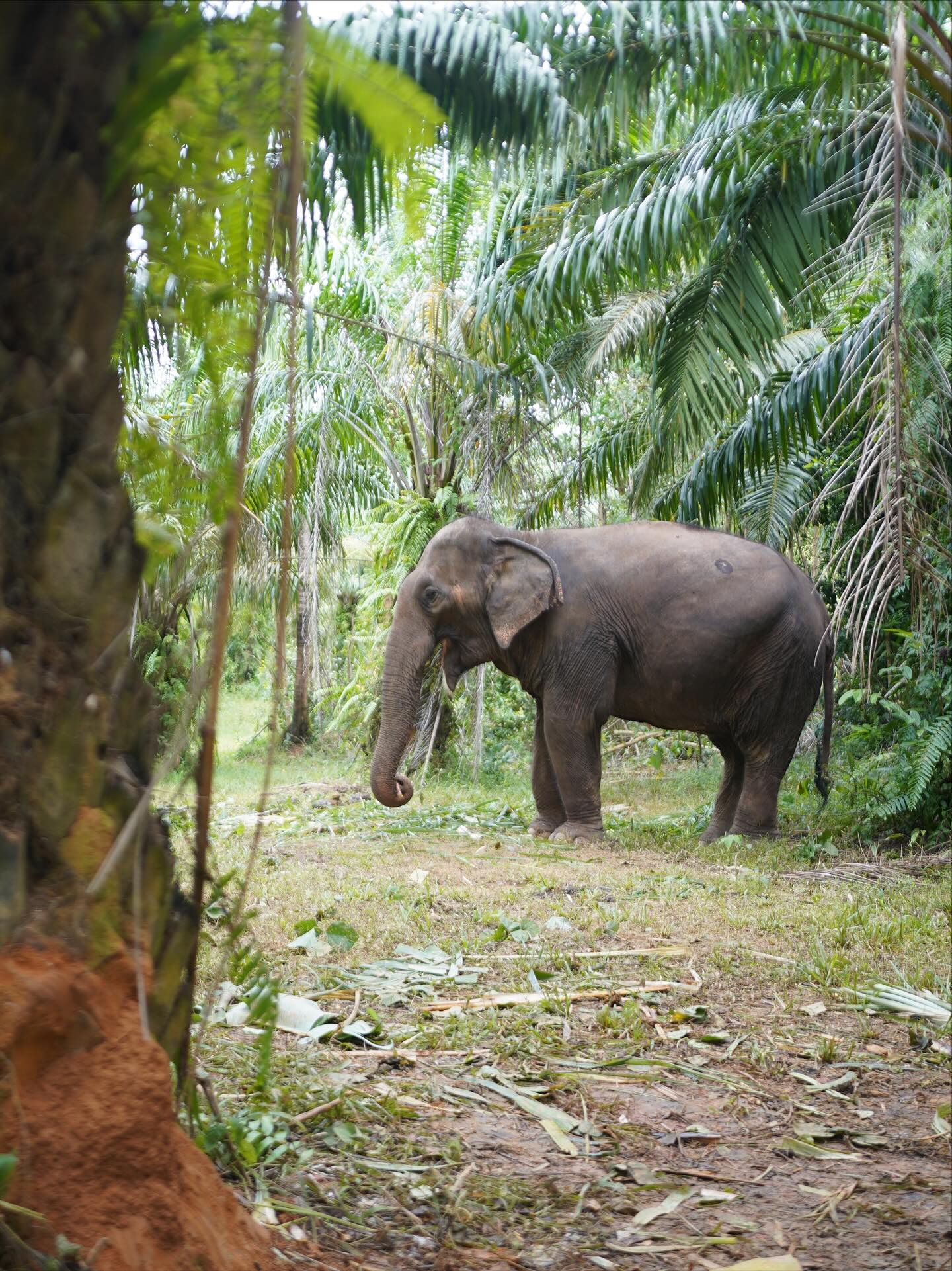 🐘✨ Ethical Elephant Sanctuary with Vicky (Farang laeng Tai)
No touching. No riding. No tricks.
Just watching elephants live the way they should — free, calm, and natural. 🌿
.laeng.tai joined us to show what real ethical tourism looks like.
When you give elephants space, you feel their presence even stronger. Respect becomes the connection.
Thailand’s nature doesn’t need control — it needs understanding. 🌏💚
https://www.thaispiritlife.com/ethical-no-touching-elephant-tour/
#ThaiSpiritLife #FarangLaengTai #ElephantSanctuary #EthicalTourism #KrabiThailand #EcoTravel #SustainableThailand #AnimalWelfare #TravelResponsibly #ElephantLove #NatureEducation #NoRiding #WildAndFree #ThaiSpiritLifeJourney