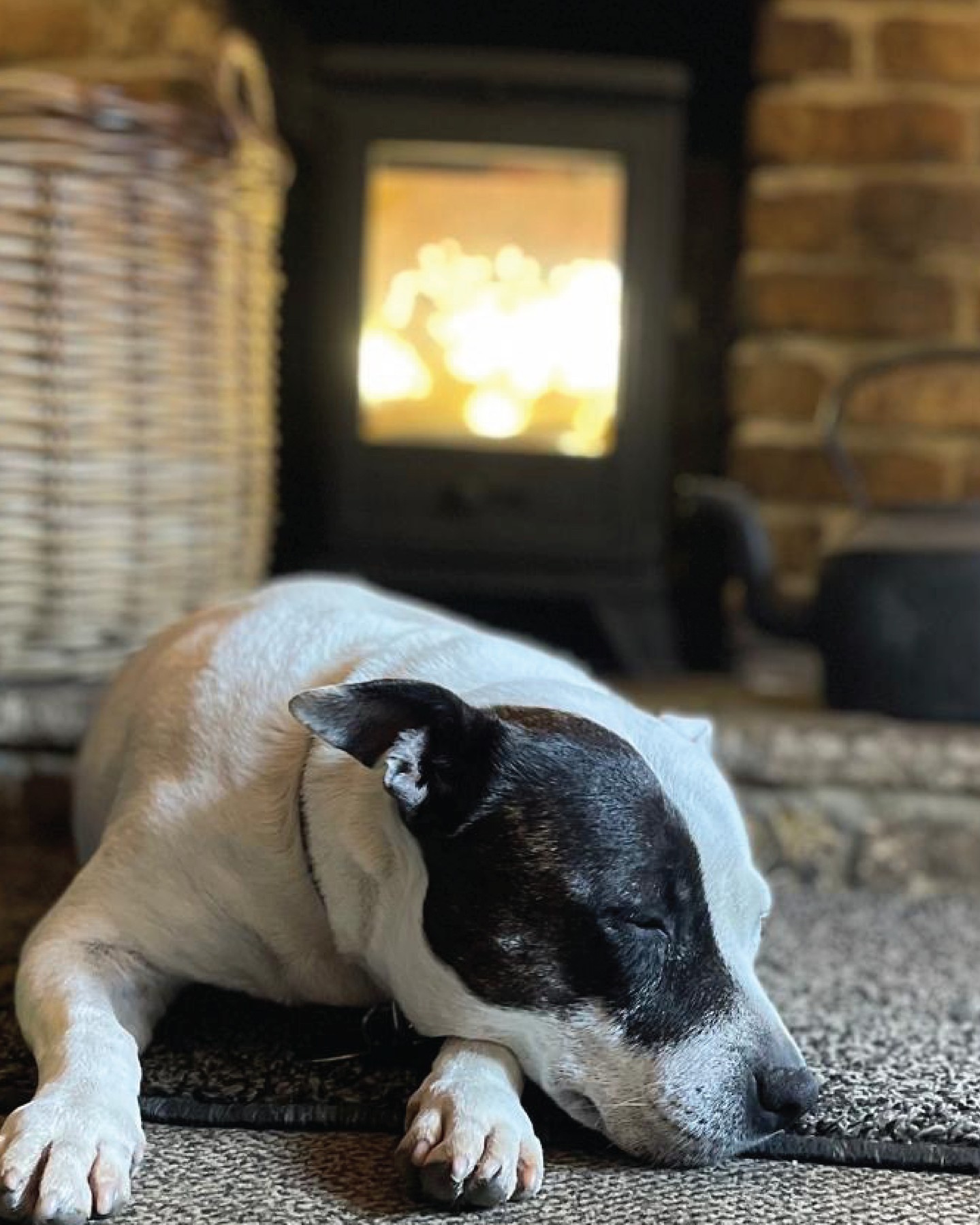 Tadworth local, Daisy, has found the perfect spot next to our cosy fire... who's joining her? 🐶 #grumpymole #thegrumpymole #cosyseason #dog #puppy #staffy #fireplace #warmpub