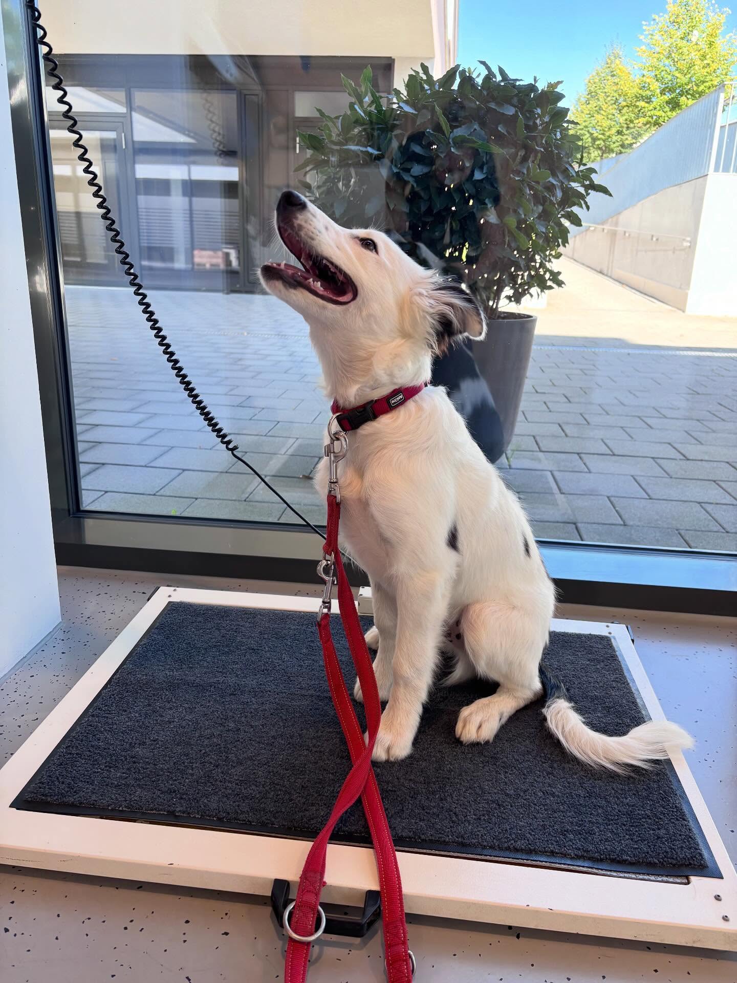 Gewichtskontrolle bei Junghund Kiro
Kiro kommt zum Gesundheitscheck und der Gang auf die Waage gehört immer dazu. Kiro freut sich riesig über die Belohnung danach 🐶!
Halten Sie das Gewicht Ihres Lieblings in jedem Alter im Auge. Unsere Waage steht bereit, kommen Sie auf einem Spaziergang vorbei und checken das Gewicht Ihres Hundes. Ein Leckerli gibt‘s dazu!
@tierarztpraxis_rothenburg
#tierarztpraxis #gewicht #tierewiegen #hundgewichtskontrolle #gesundheitscheck #junghund #bordercolliemix #spaziergangmithund #leckerlifürhunde #leckerli