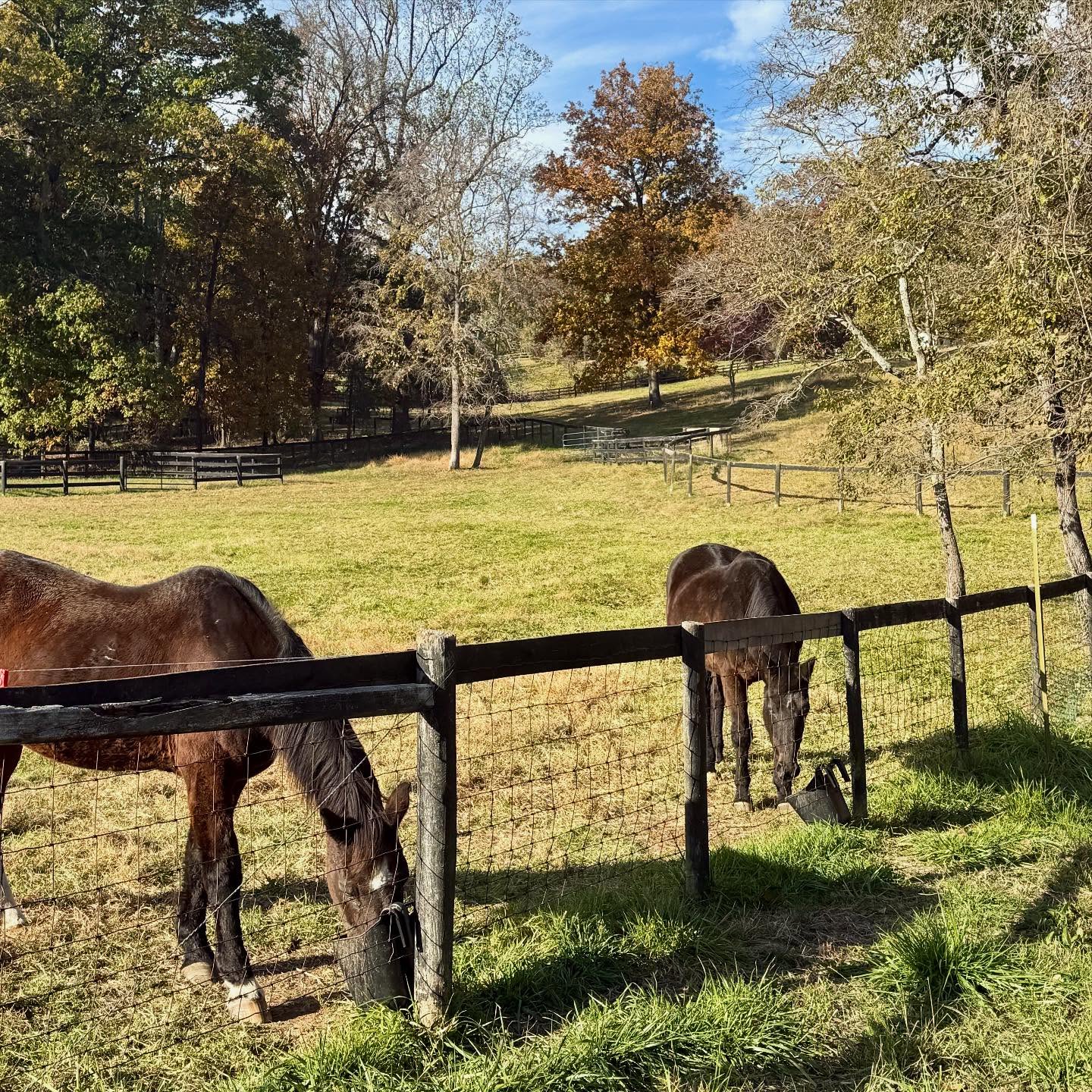 Breakfast ๐
#piedmonthorseretirement #horseretirement #horseretirementfarm #livingthegoodlife #livingtheretiredlife #retiredhorsesofinstagram #retiredhorses #horsesofinstagram #horses #horselife #horsecountry #huntcountry #ponies #retiredponies #retiredponiesofinstagram #thoroughbred #thoroughbredsofinstagram #retiredthoroughbred #retiredracehorses #retiredracehorsesofinstagram #landthatilove