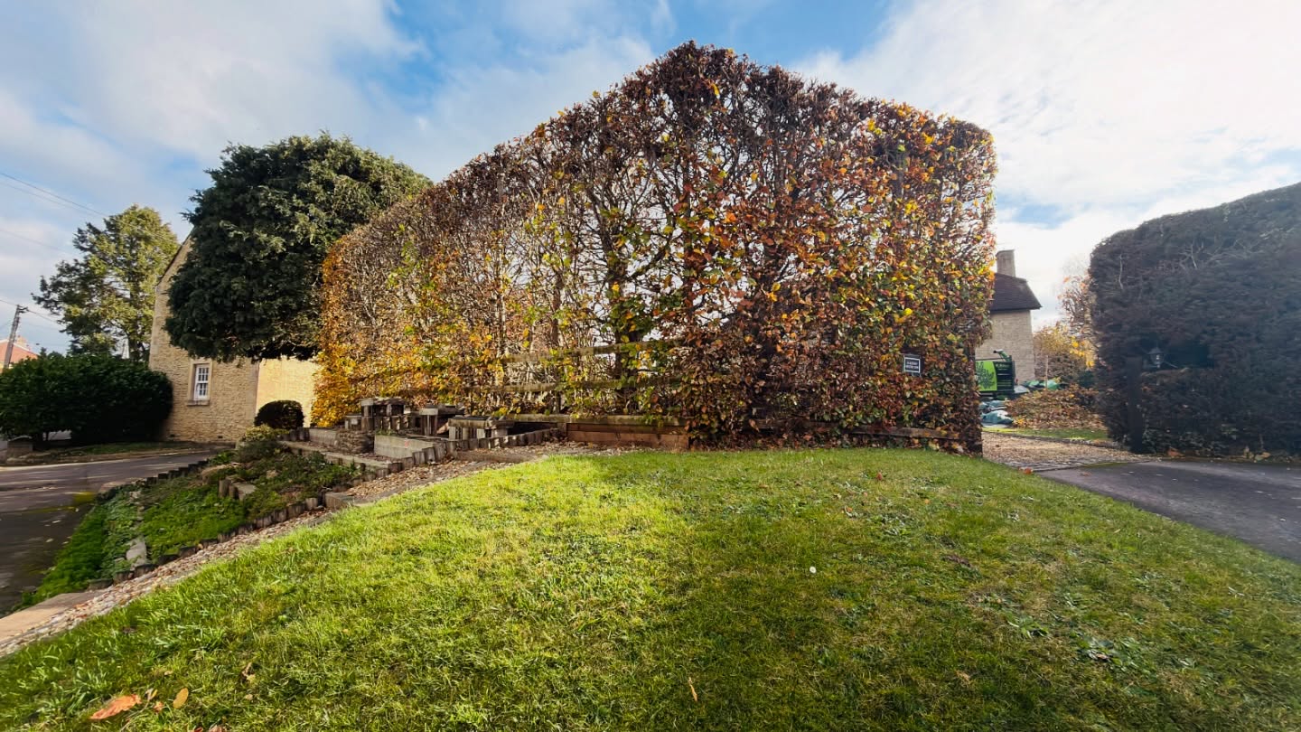 🌿✂️ It was a beautiful day for hedge cutting!
One of today’s jobs was getting this lovely beech hedge back into shape — a proper tidy-up and a good haircut bringing in those sides! 💪🍃
Just as we were finishing up, the sun broke through the clouds and lit up the fresh cut — what a view! ☀️✨
Nothing like a neat hedge and some sunshine to wrap up the day! 🌳💚
#HedgeCutting #GardenCare #BeechHedge #LandscapingLife #BeforeAndAfter #GardenMaintenance #HedgeTrimming #GreenSpaces #OutdoorWork #NatureLovers #FreshCut #SunshineAndHedges #GardeningUK