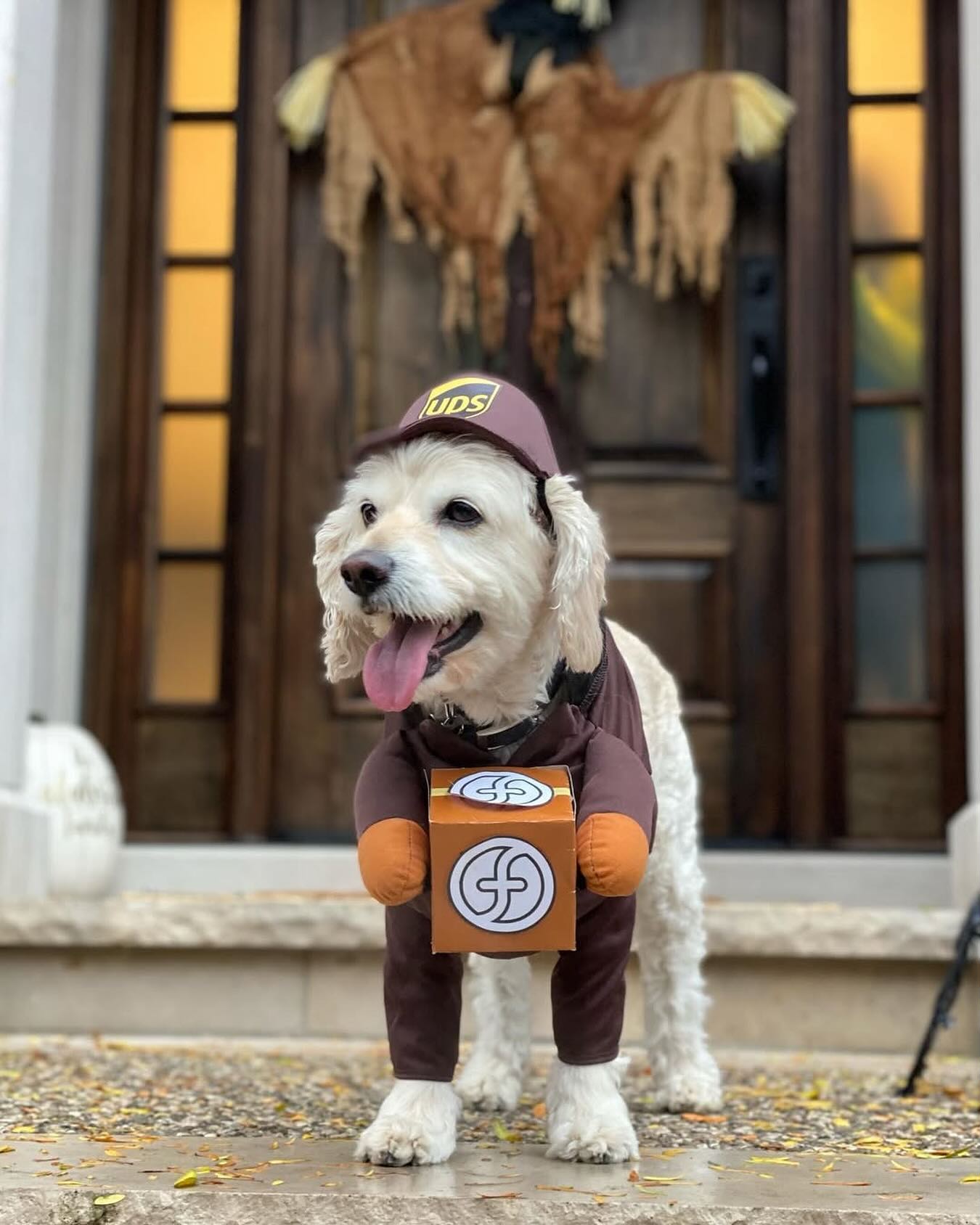 Our delivery guy Leo taking his job very seriously this Halloween. 🎃🐾📦 #FixFuel #gojaysgo
