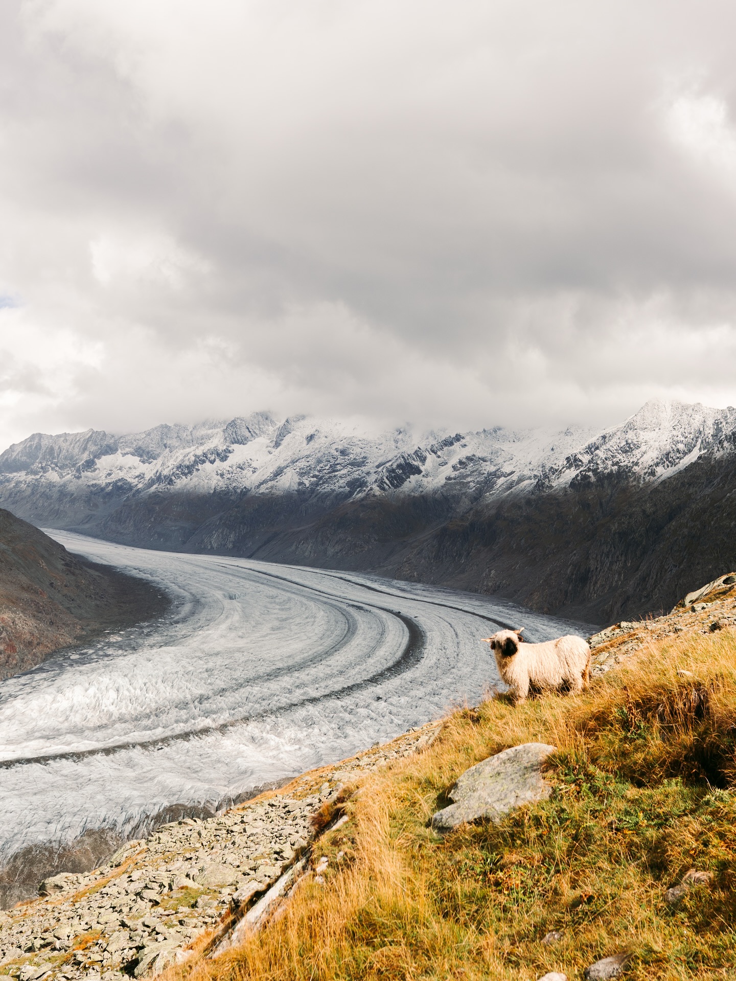 Lange war ein Besuch des Aletschgletschers ein Traum von mir. Und diesen September wurde er war. Der Gletscher ist der größte der Alpen und wahnsinnig beeindruckend. 🧡
Ein Highlight war dann das auf einmal eine Herde Wallis Schafe direkt vor dem Panorama standen, als hätte ich sie extra dafür dahin bestellt. 🥹 Und wie süß sind bitte Wallis Schafe ? Ich glaube das sind mit Abstand die süßesten Schafe auf dem Planeten. 🧡
Oder was sagt ihr dazu ?
Schweiz | Alpen | Wanderurlaub | Berge