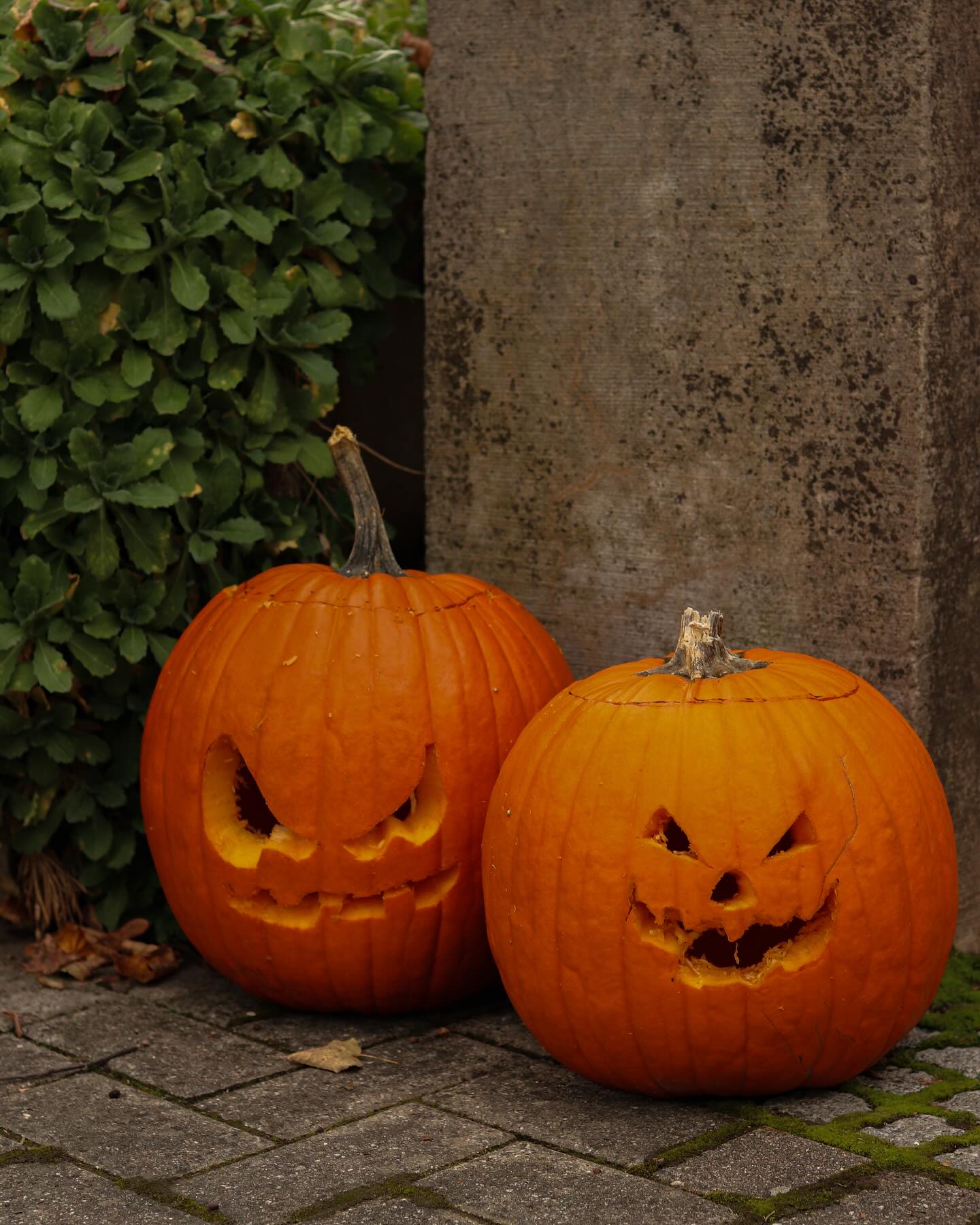 Was für ein schöner Tag!
Heute wurde geschnitzt, gelacht und gewerkelt – unsere Kürbis-Schnitz-Aktion war ein voller Erfolg! 🧡
Mit viel Kreativität, Spaß und ein wenig Matsch an den Händen entstanden unzählige gruselige, lustige und einfach großartige Kürbisgesichter.
Die Kinder (und (Groß-) Eltern) waren mit Feuereifer dabei – und wir sind ganz begeistert von der tollen Stimmung und den stolzen kleinen Künstlern!
Danke an alle, die dabei waren und unseren Hof mit Leben gefüllt haben. 🍂
Habt ihr auch ein Kürbis-Kunstwerk mitgenommen? Markiert uns gerne und lasst uns eine bunte Vielfalt an Kürbisgesichtern sammeln. #halloween #kürbis #kürbisgesichter #kürbisschnitzerei #kinder #lachen #spass #kürbisaktion #hofladenlang #kinderaktion #kleinekünstler #regional #saisonal #kürbisse #wintersweiler #hofladen #kandern #karsau #schwörstadt #lörrach #basel #rheinfelden #weilamrhein