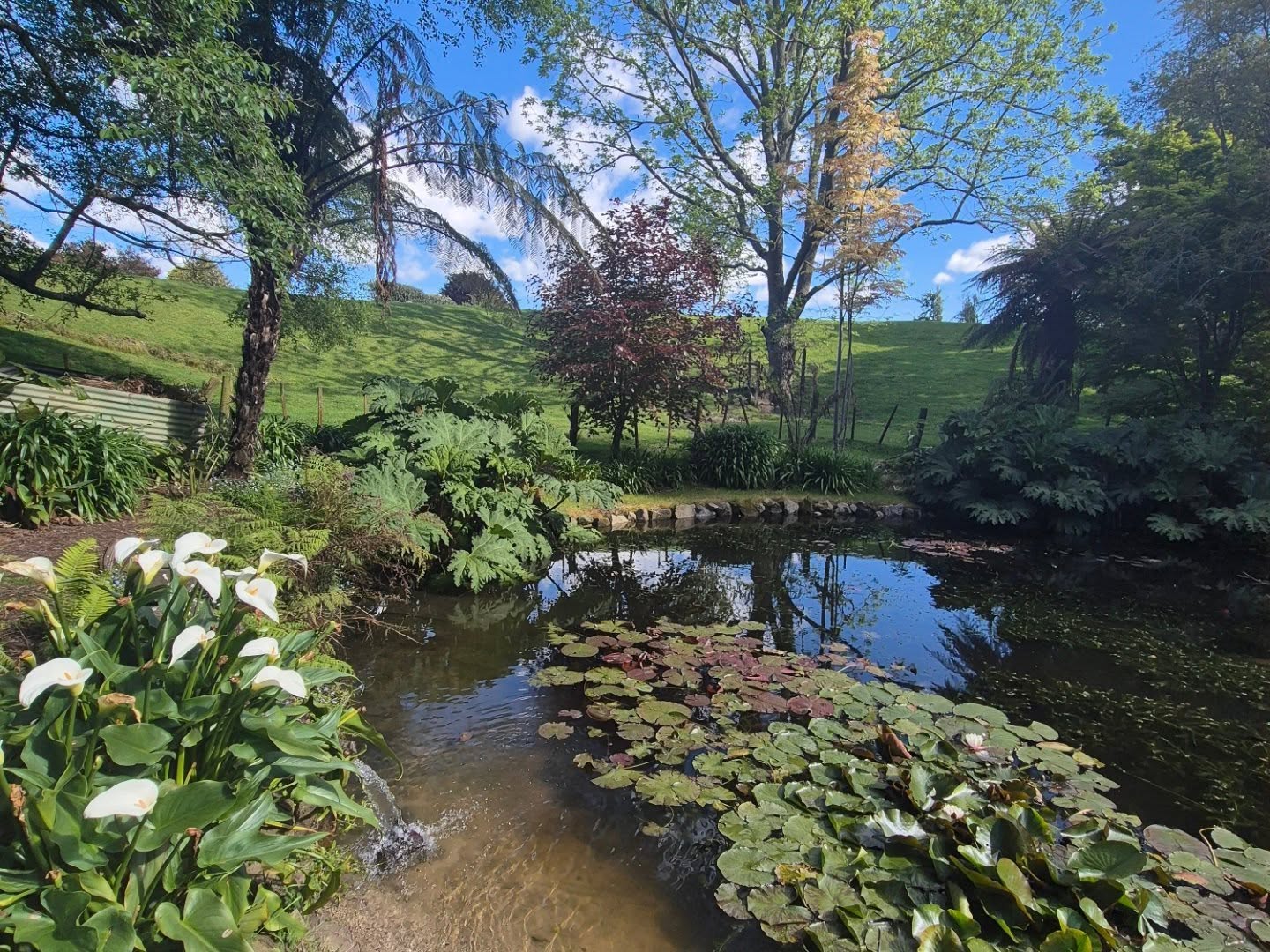 A peek at one of the amazing new gardens in our 2025 Rotorua Festival of Gardens
Nov 14th - 16th
Tracey and Ian have been busy creating a little slice of paradise, from the mass of clivia along the driveway, past avaries, hosta & heuchera, then down the path to the pond and entertaining area, so tranquil you'll want to pull up a chair, relax and enjoy watching the ducklings and goldfish
Tickets are on sale now via our website www.rotoruagardens.org.nz
Or from Palmers Rotorua
#rotoruaevents #rotoruagardens #rotoruaactivities #rotoruagardenfestival #nzgardens #nzgardener #nzhomeandgarden #gardensnz