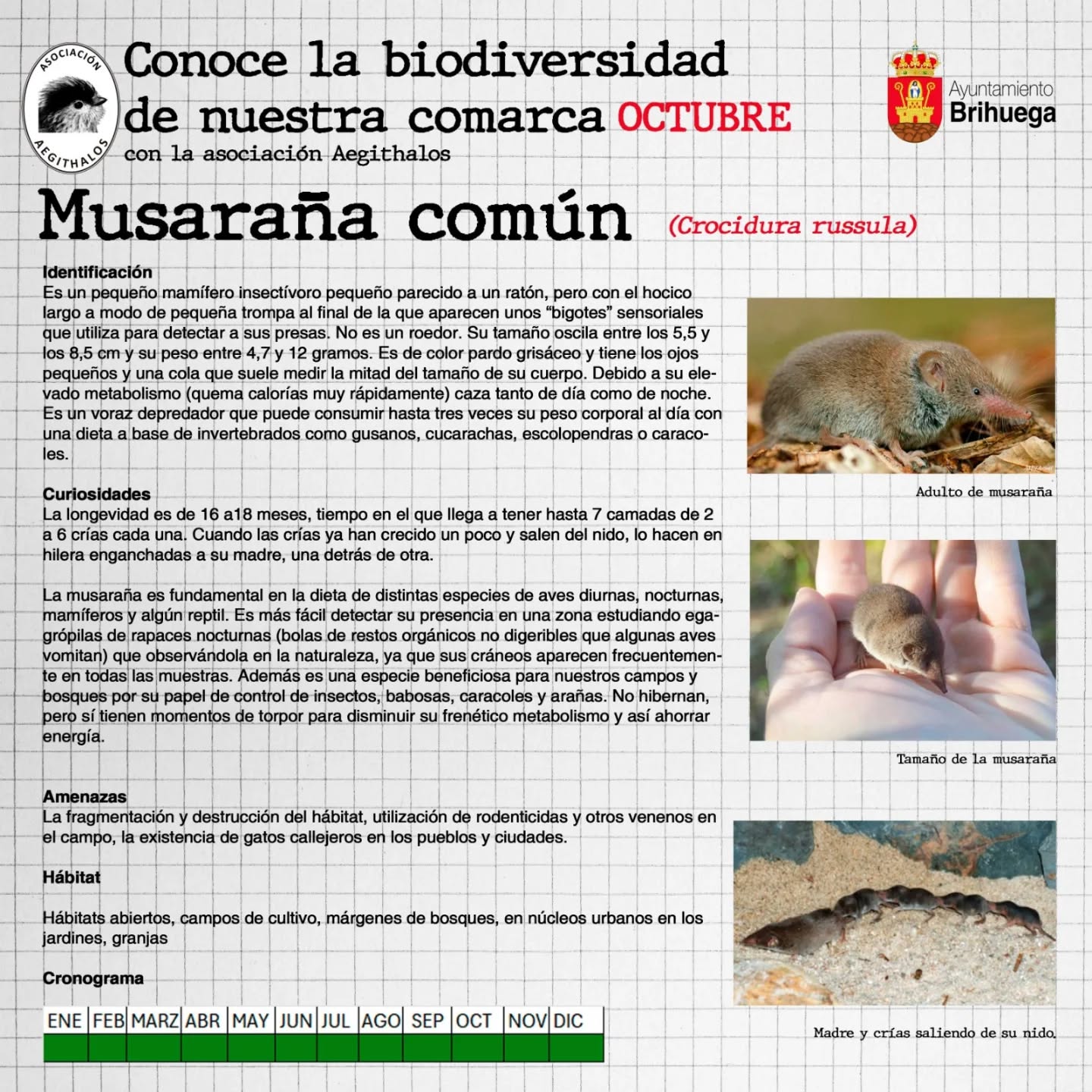 💚 Conoce la biodiversidad de nuestra comarca con la Asociación Aegithalos.
ℹ️ Cada mes descubre en la web del Ayuntamiento de Brihuega una nueva especie de la comarca. Descripciones, detalles y curiosidades de la biodiversidad de la zona.
🌐 Web Ayuntamiento de Brihuega: https://brihuega.es/especies_naturales/
📅 Octubre: musaraña común
#asociacionaegithalos #aytobrihuega #guadalajaraespaña #biodiversidad #musarañacomún #crocidurarussula